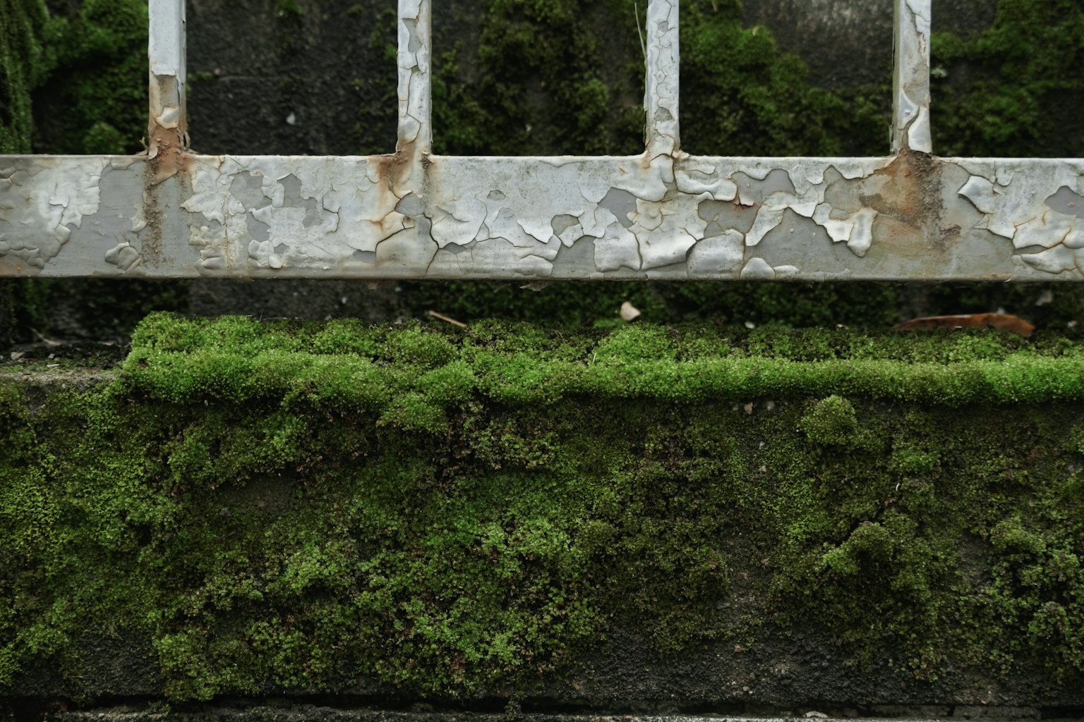Primo piano di una recinzione in metallo arrugginito con muschio verde su un muro