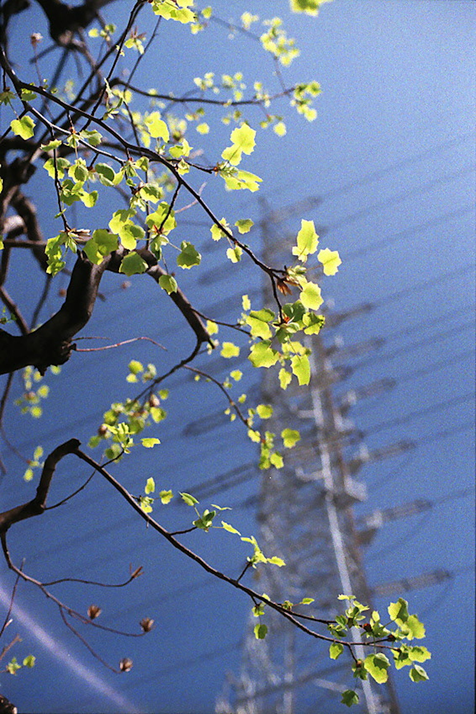 綠色葉子與藍天和電線的對比
