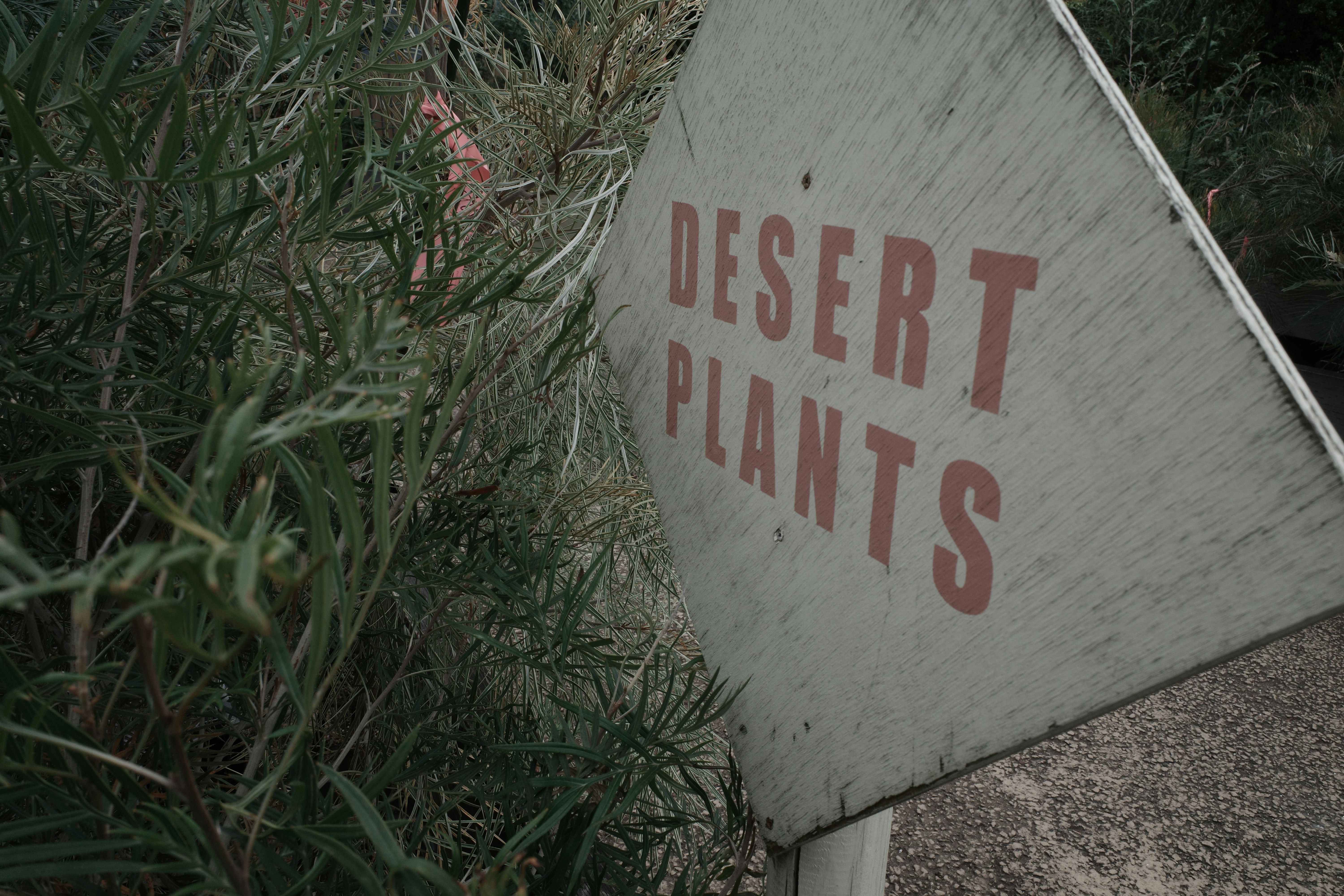 “DESERT PLANTS”라고 적힌 표지판과 사막 식물