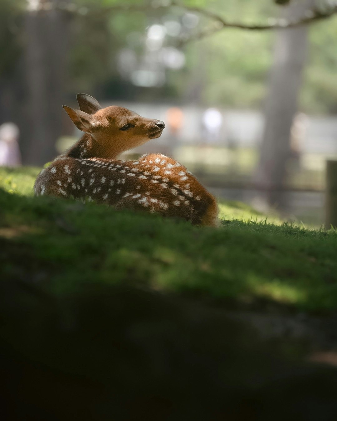 奈良公園の芝生で横たわる鹿
