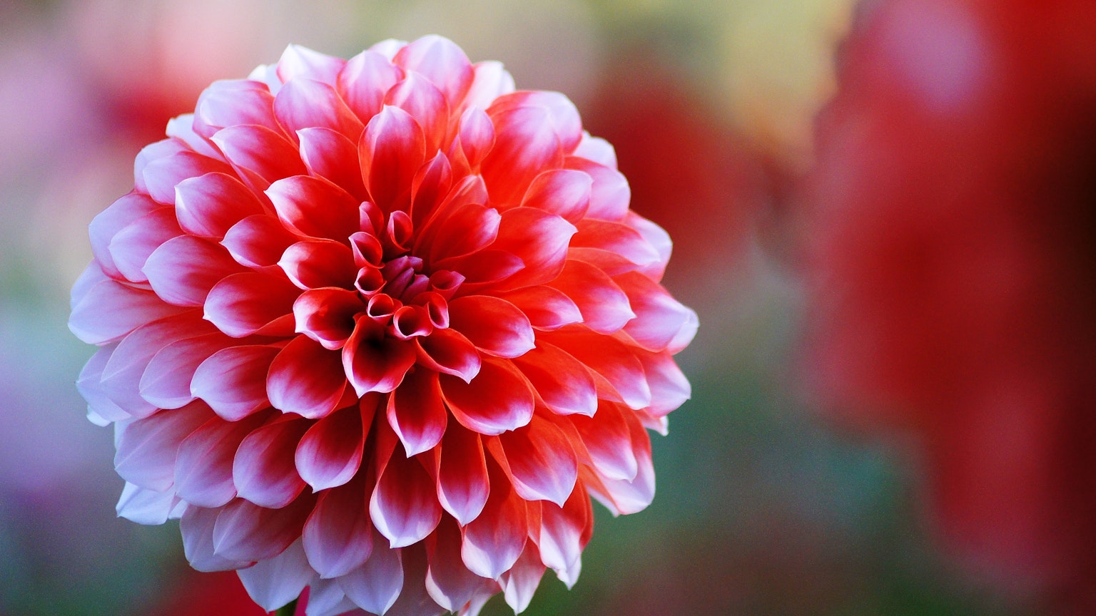 Un vibrante fiore di dahlia rosso in fiore
