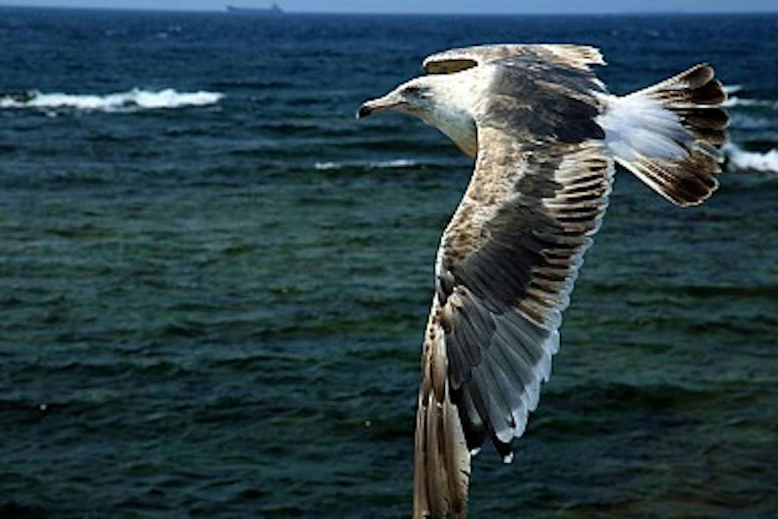 Seitenansicht einer Möwe, die über dem Ozean fliegt