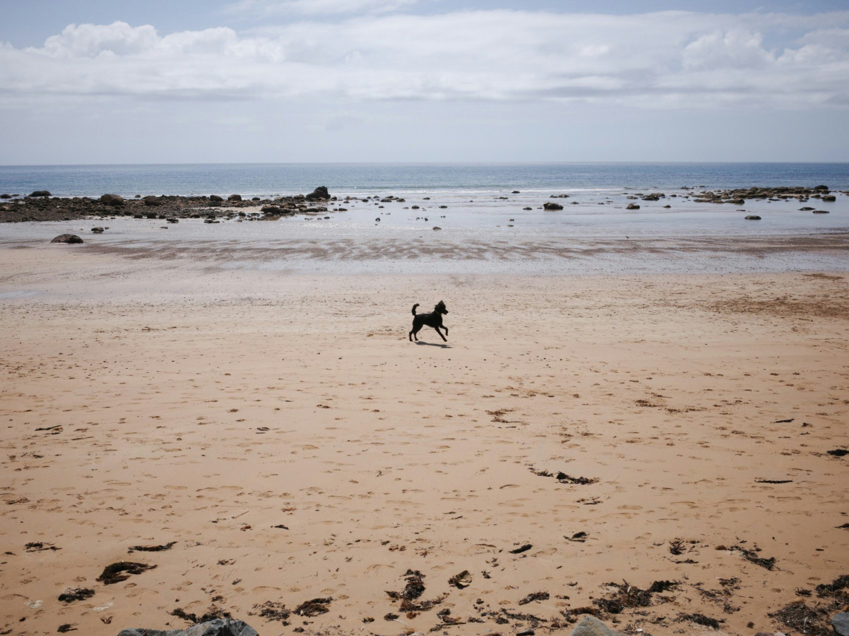 砂浜で遊ぶ犬の姿と穏やかな海の風景