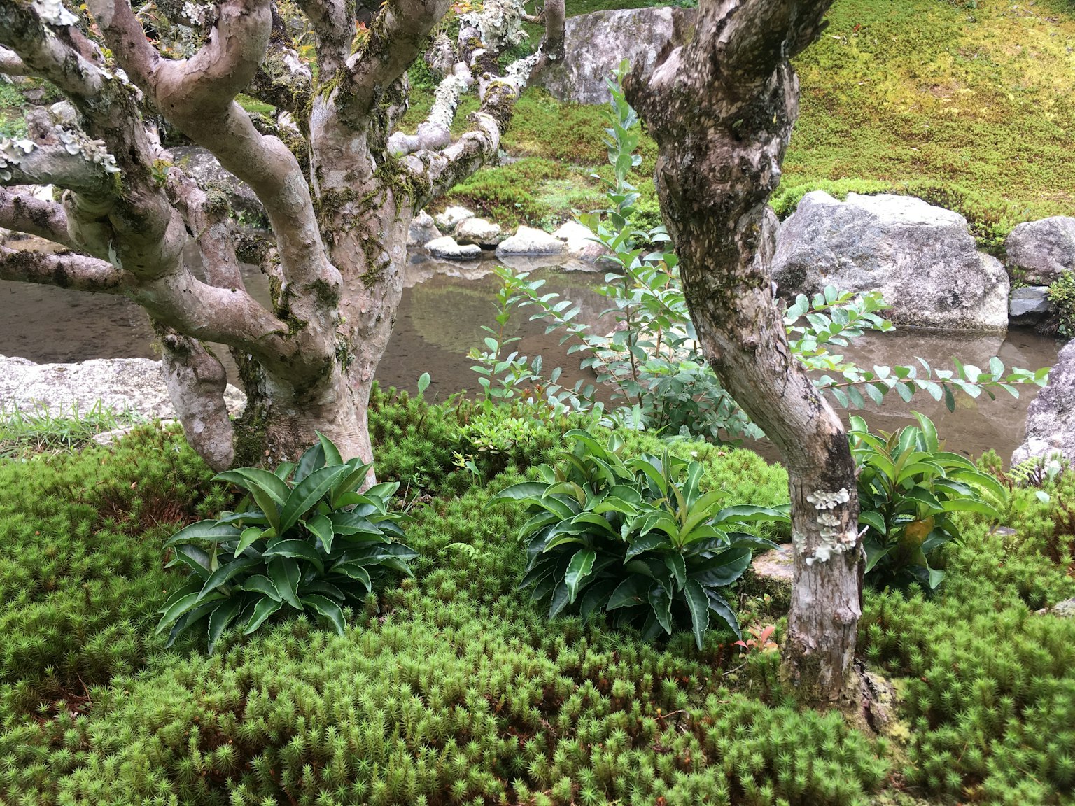 溪流附近的古老樹木和郁郁蔥蔥的植物景觀