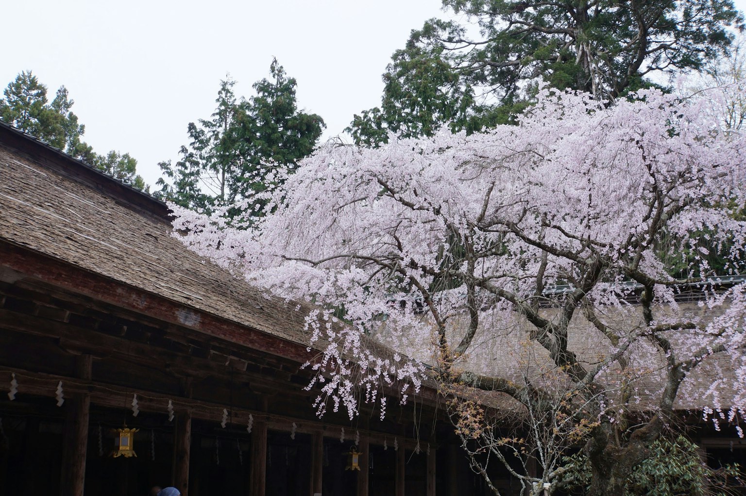傳統建築屋頂旁的櫻花樹景觀