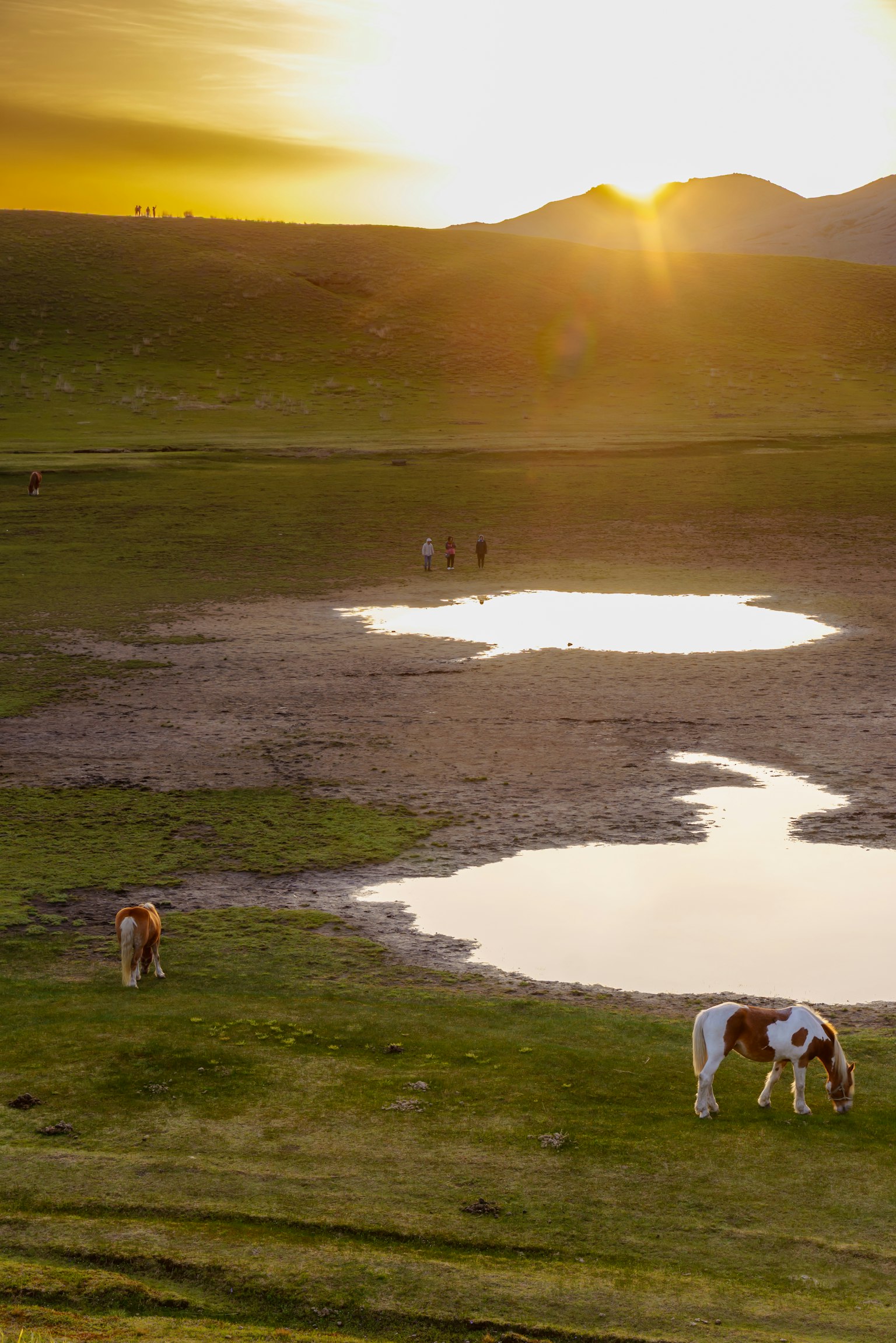 Cows grazing near a small pond at sunset on a grassy landscape