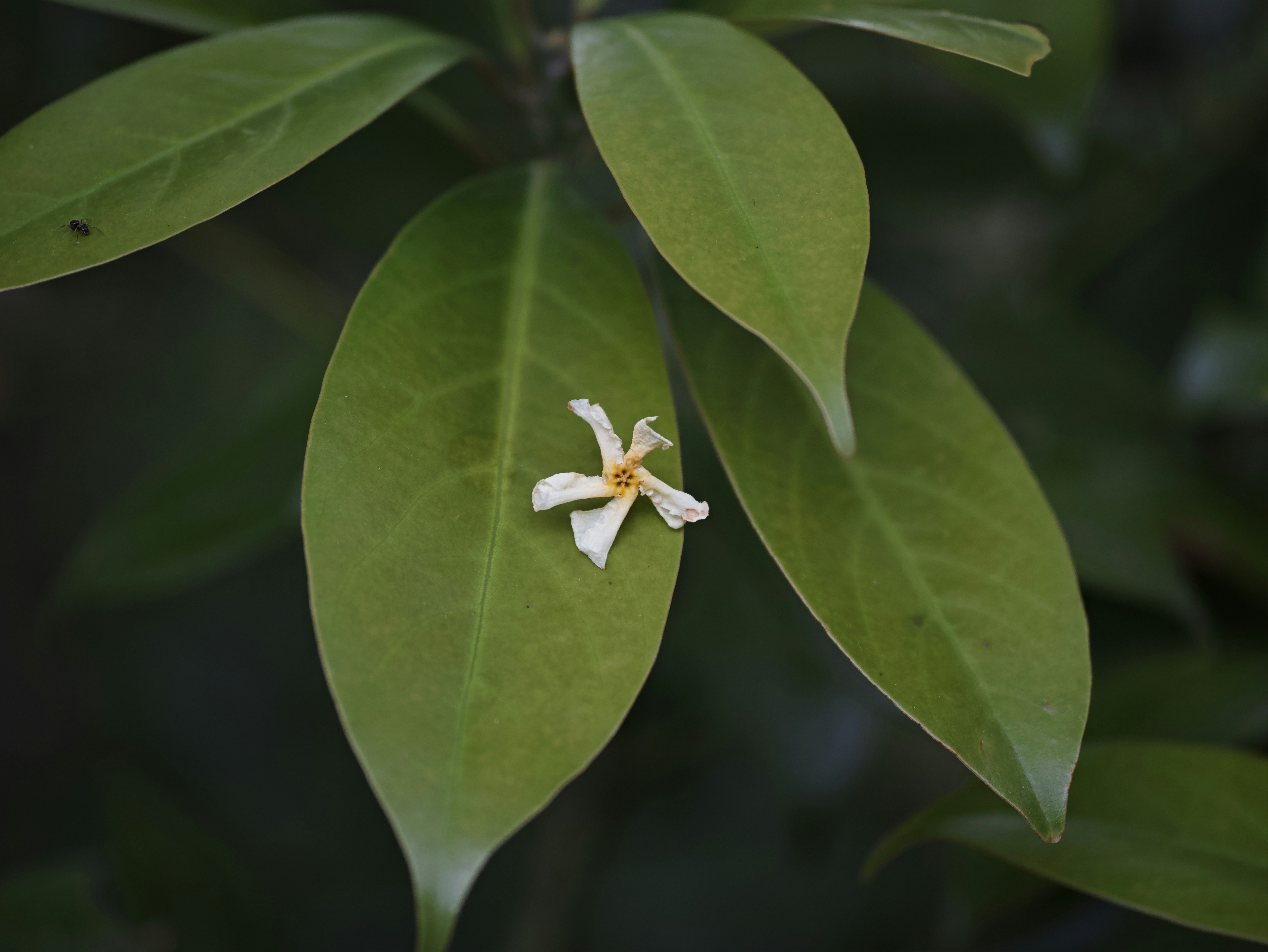 葉の上に咲く小さな花