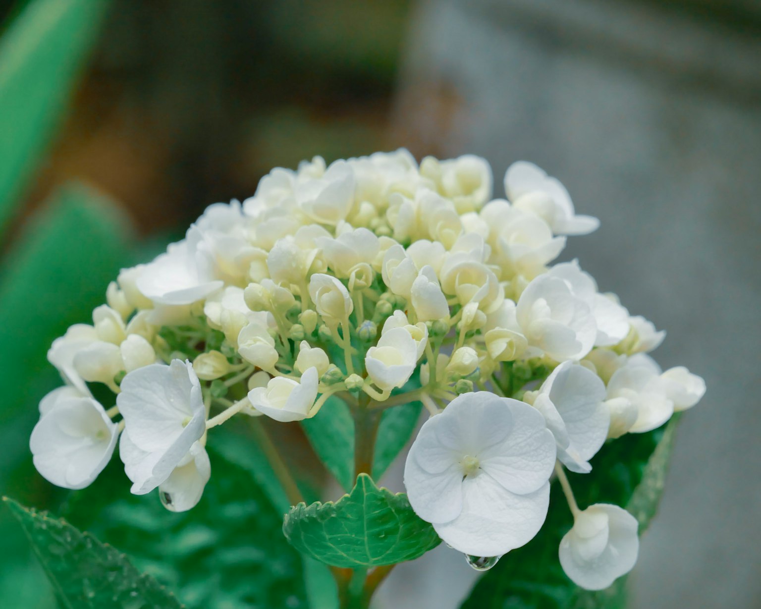Nahaufnahme von weißen Hortensienblüten mit grünen Blättern