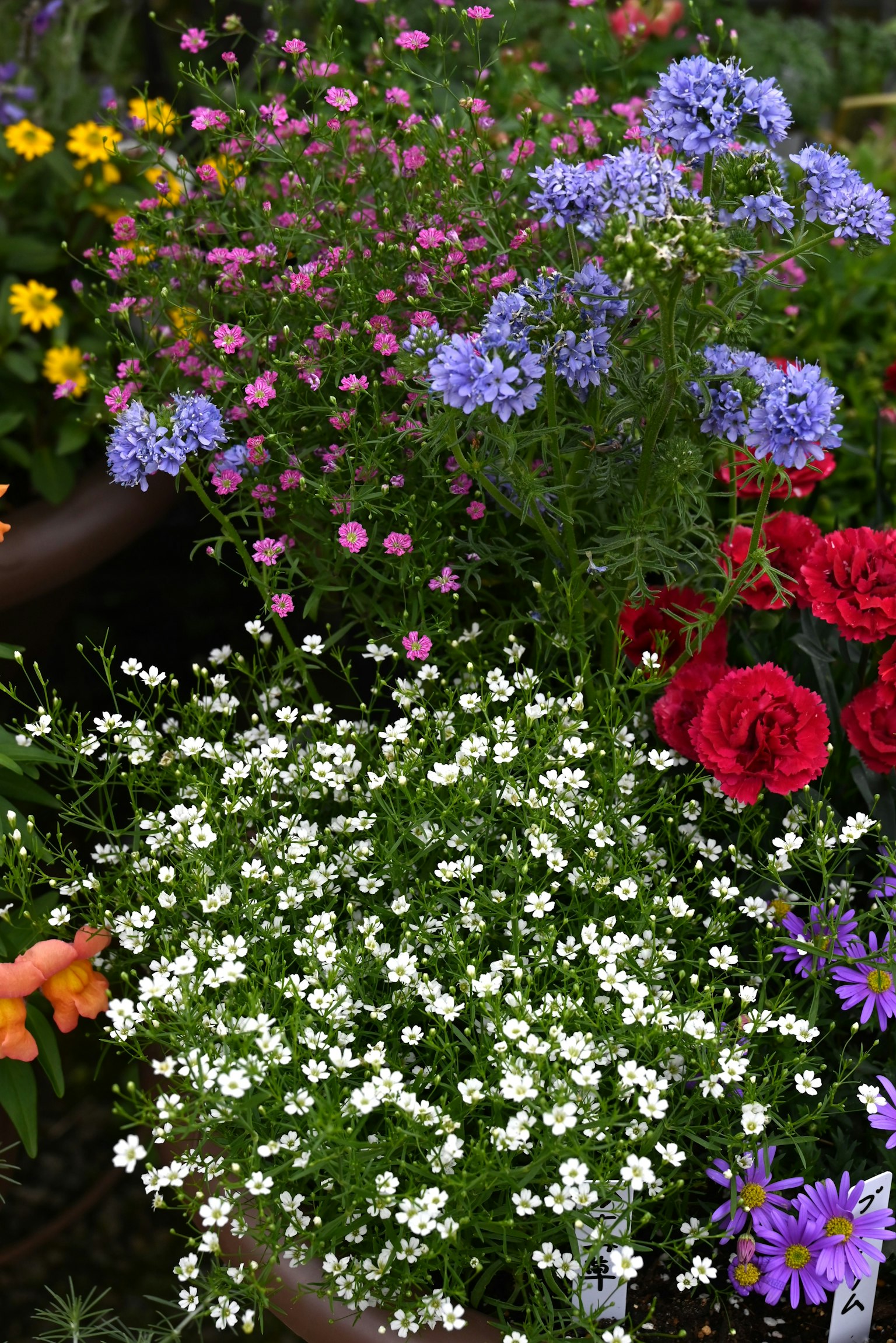 Close-up of a flower bed with colorful blossoms