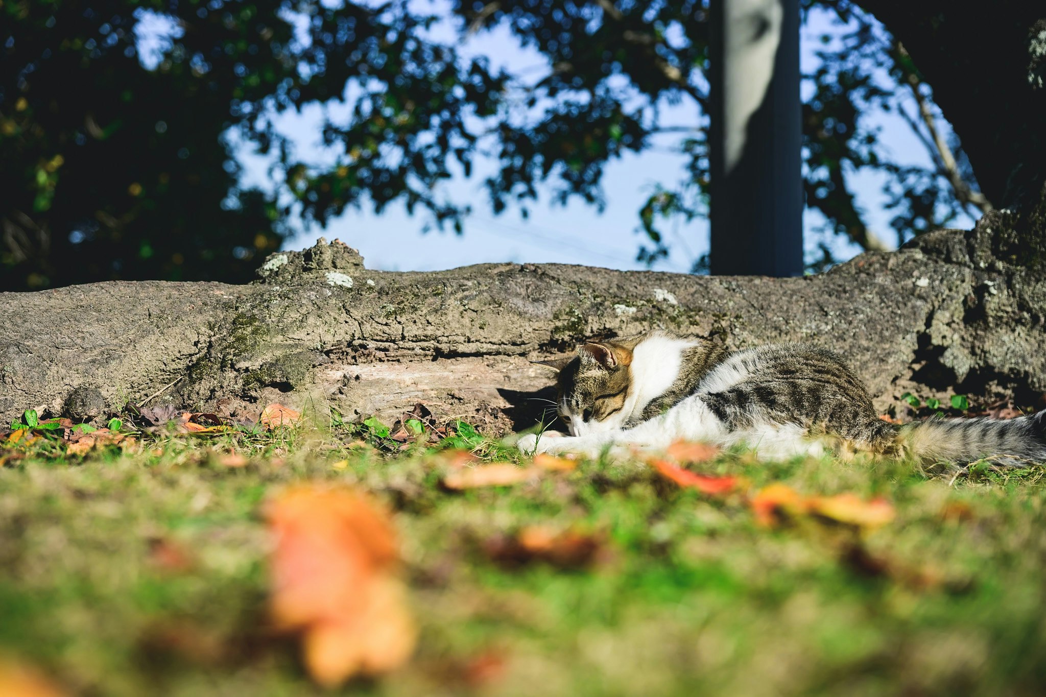 石の上でくつろぐ猫と秋の草花のある庭