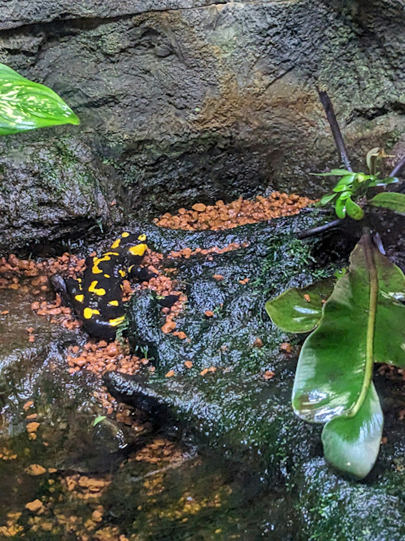 Una rana nera con macchie gialle seduta vicino all'acqua e alle rocce
