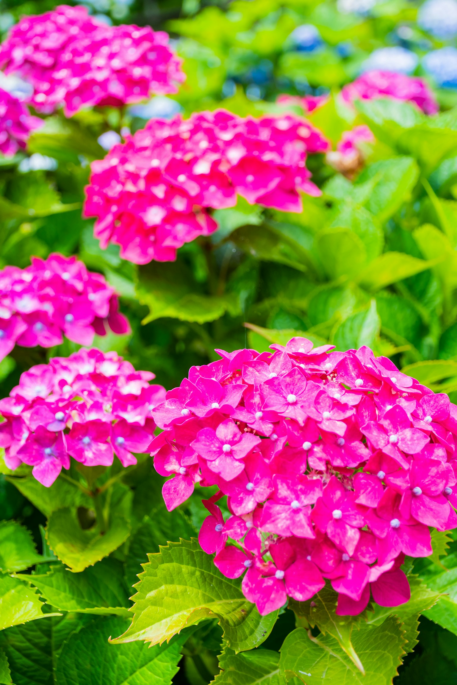 Fiori di ortensia rosa vivaci in un giardino lussureggiante