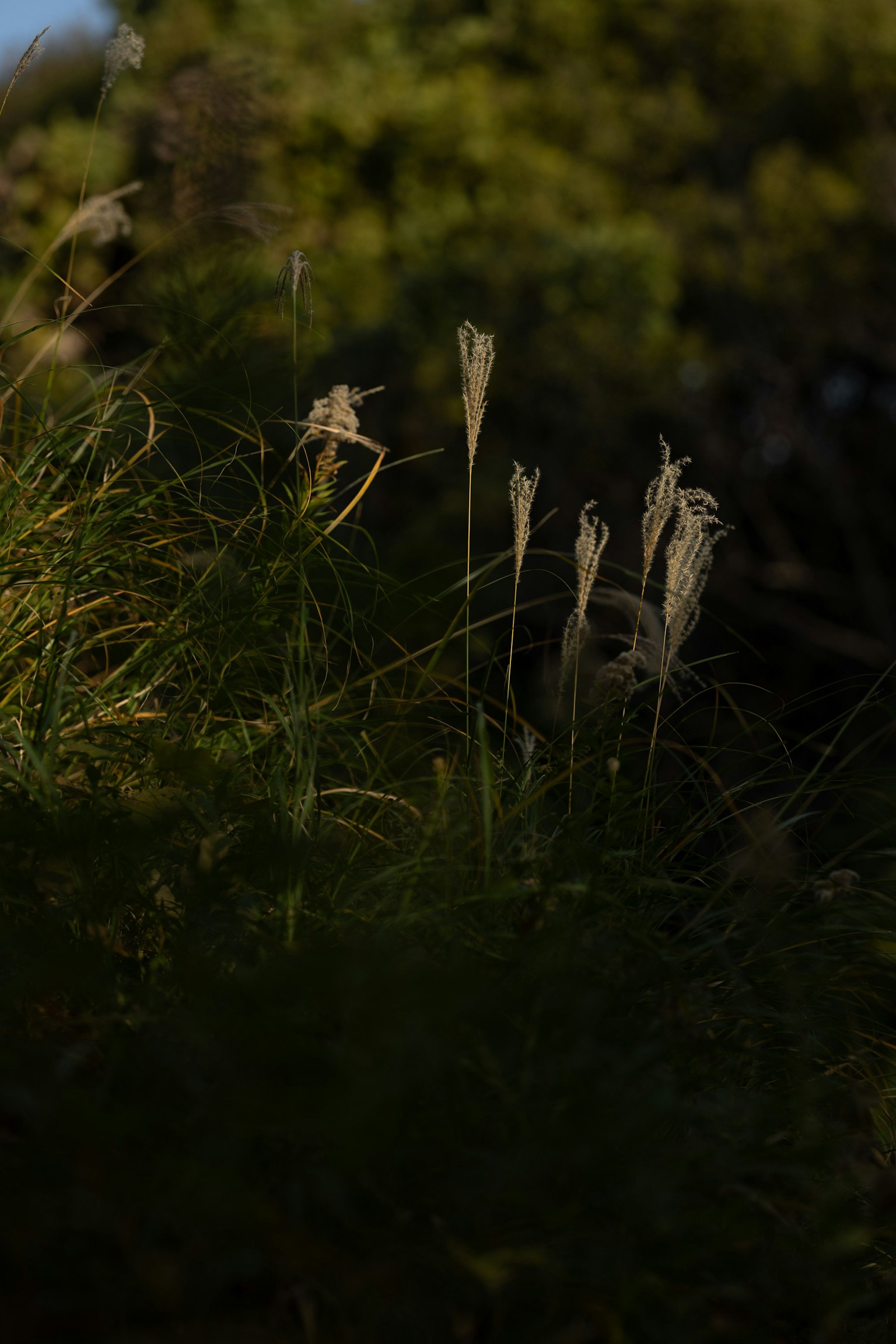 Grupo de plantas esbeltas iluminadas por la luz del crepúsculo en un área de hierba