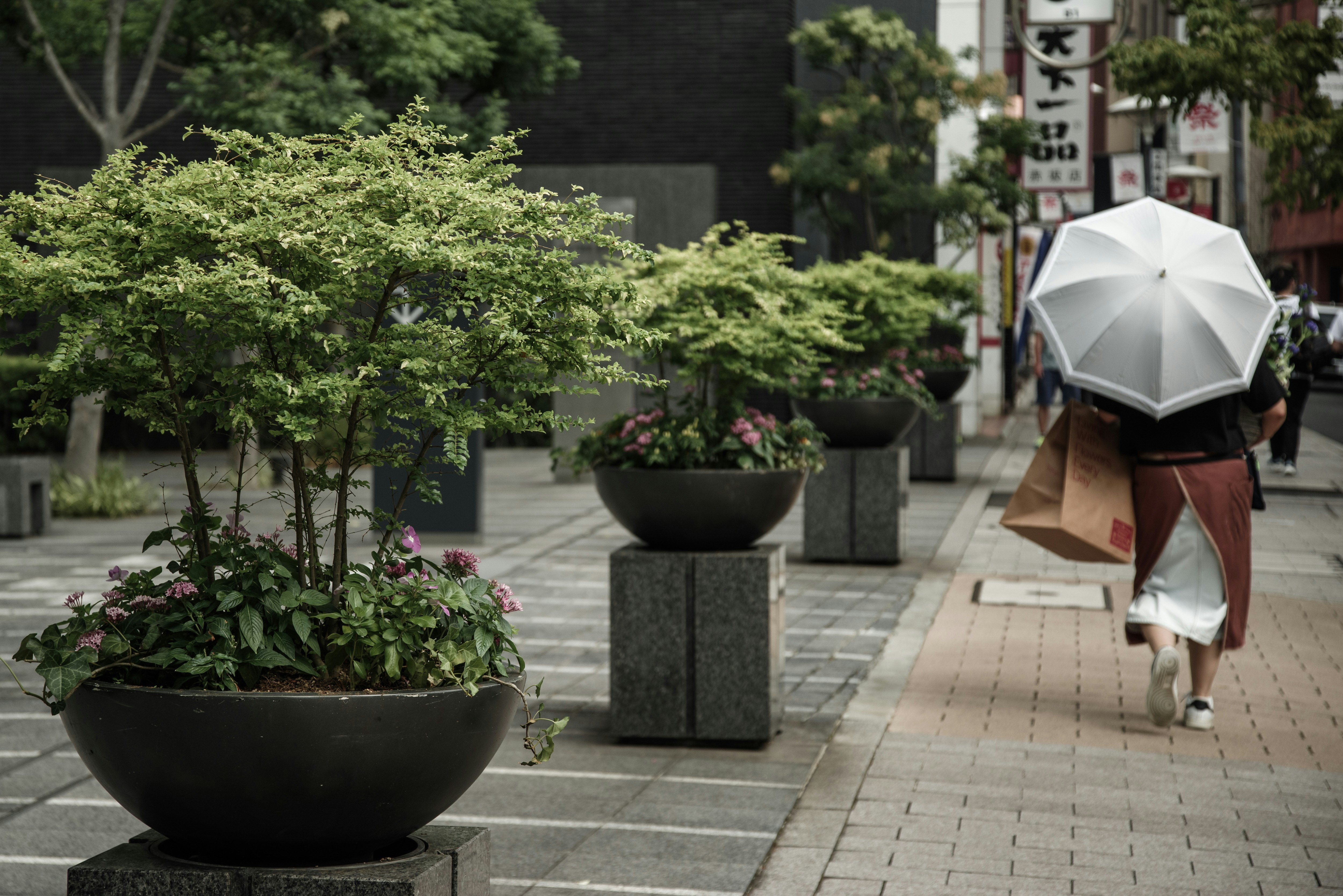 夏の花壇と並木のある街路、傘を持つ人の後ろ姿