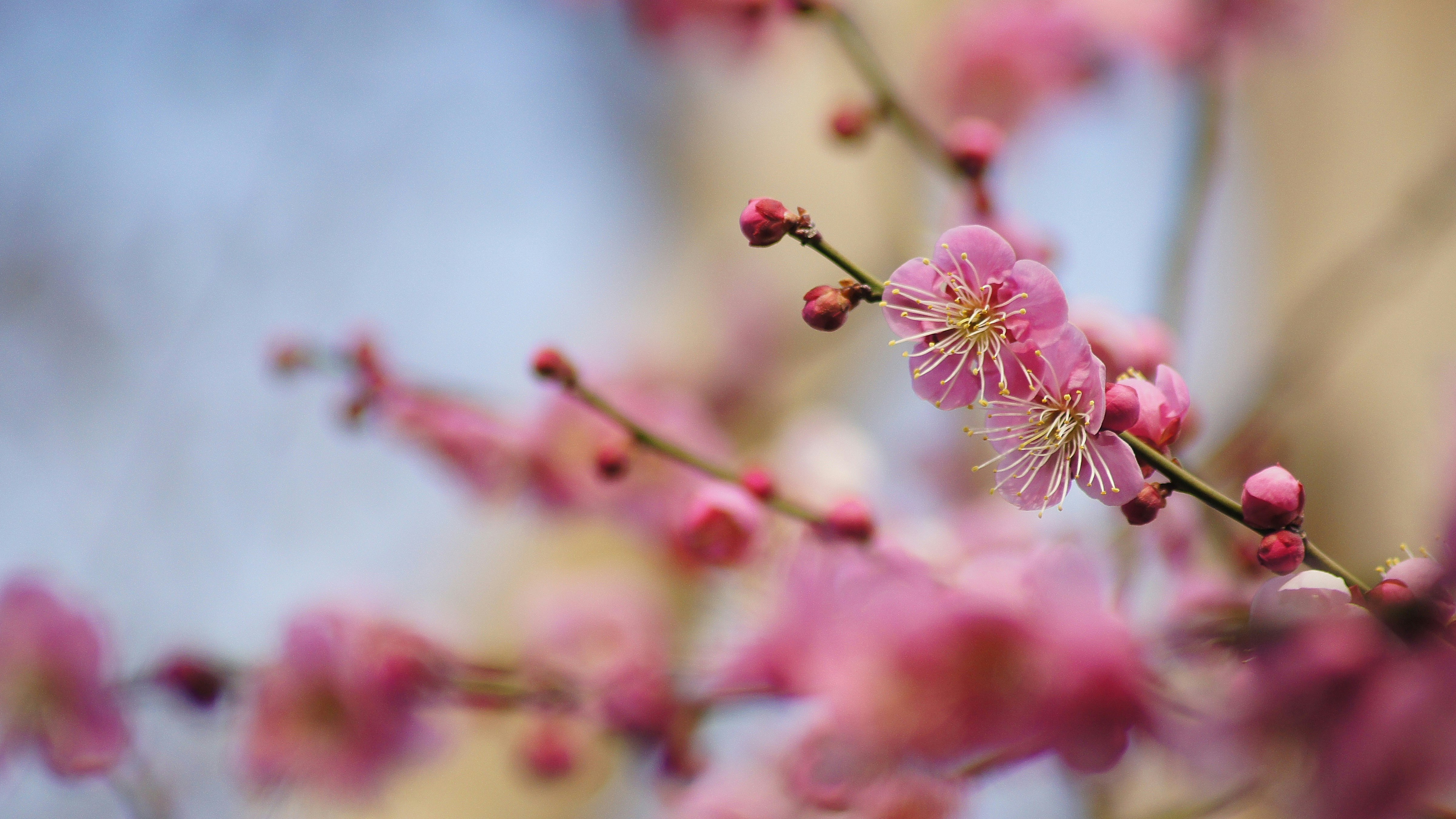 桃色の花が枝先に咲く春のボケ画像
