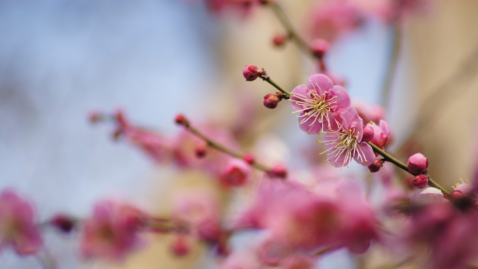 Gros plan d'une branche avec des fleurs roses délicates