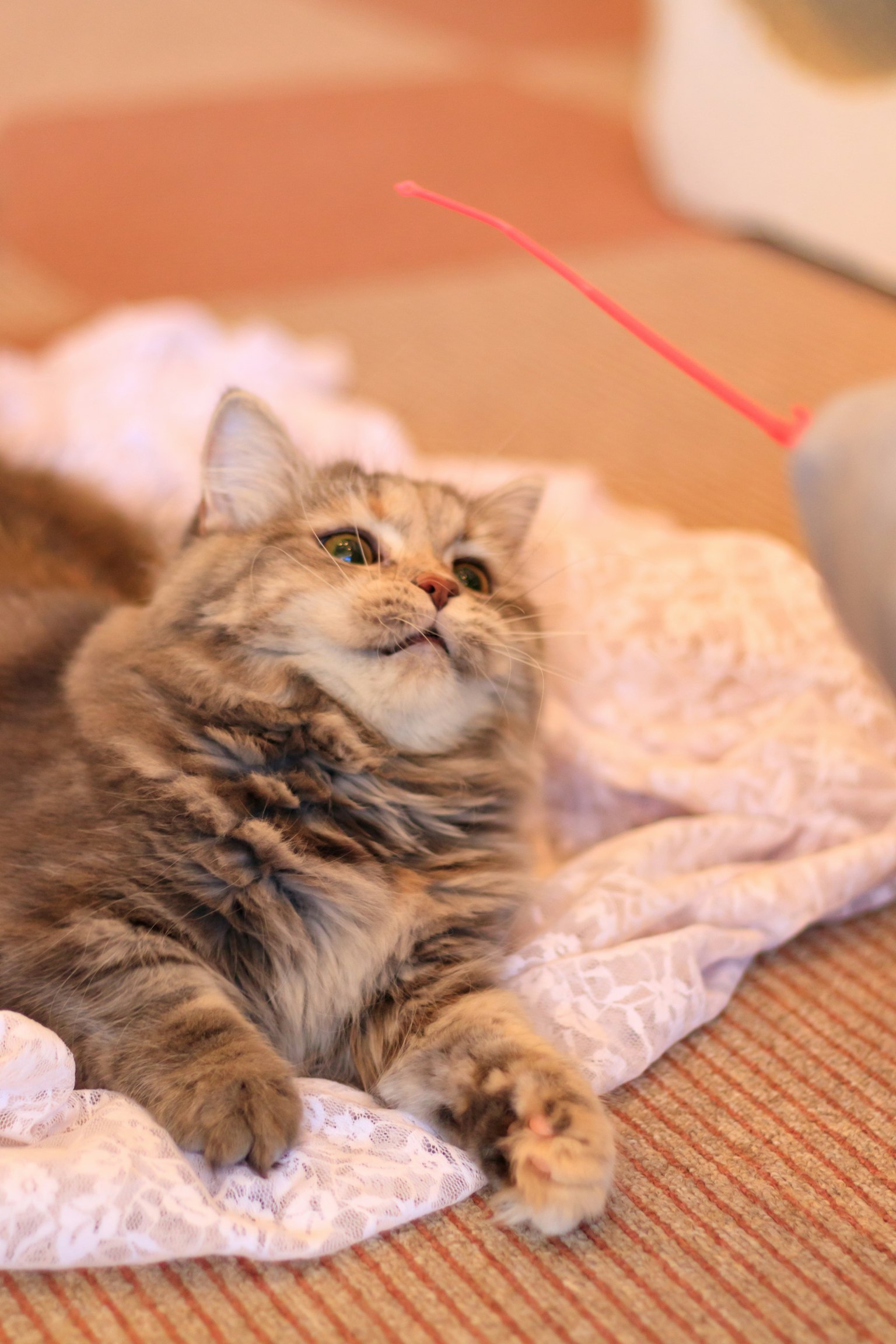 photo-MjQmAcv1SMSRHf0LwmQC-image