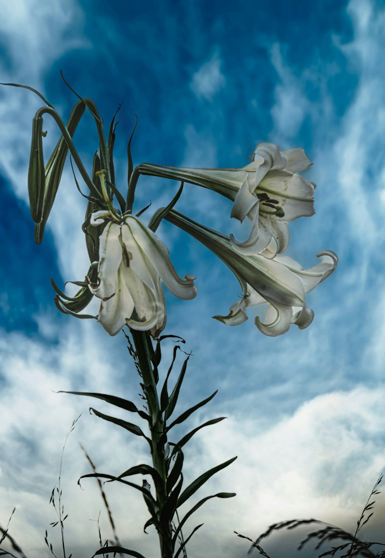 Lirios blancos floreciendo bajo un cielo azul
