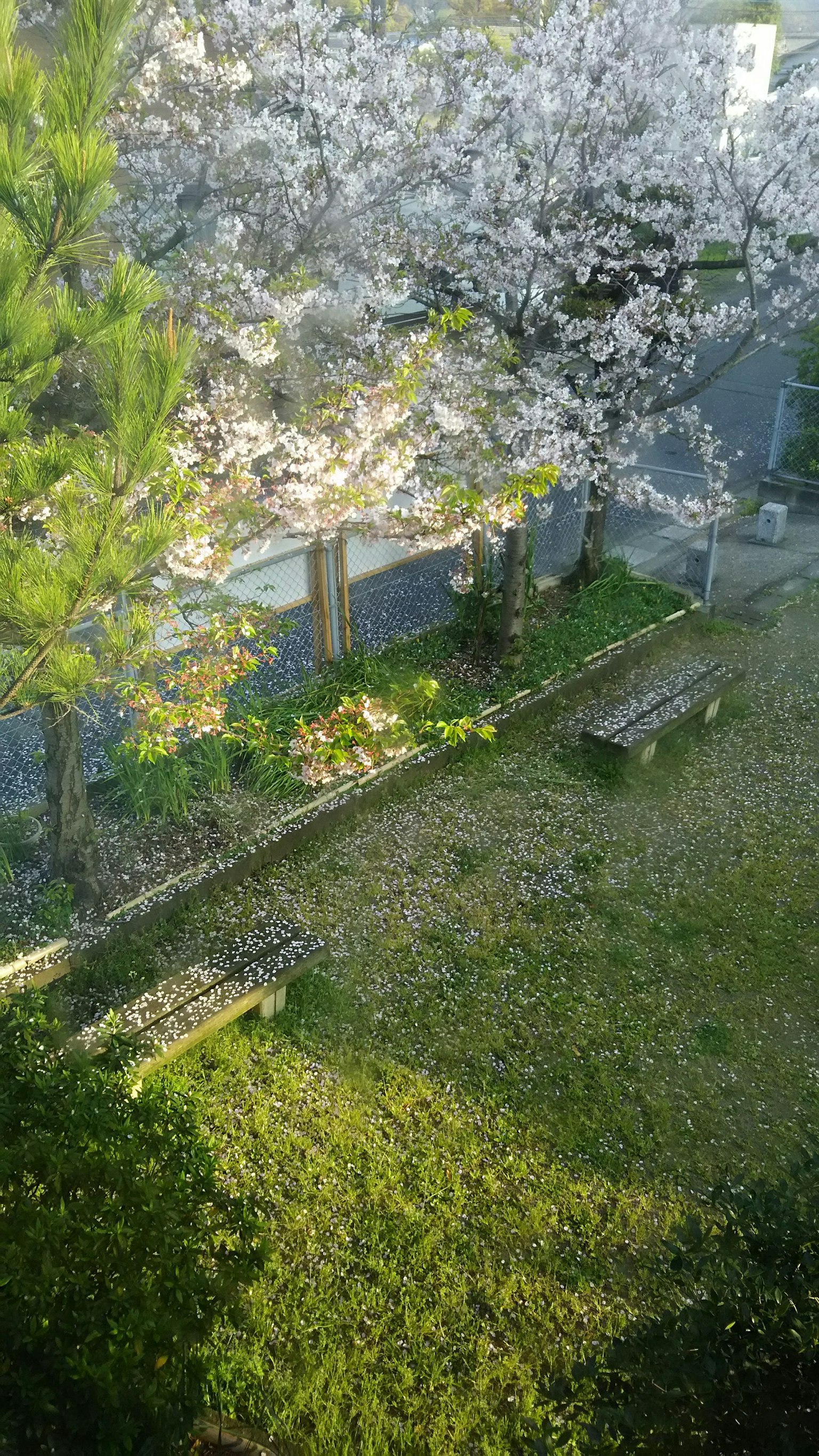 Blick auf einen Park mit blühenden Kirschbäumen grünem Gras und Bänken