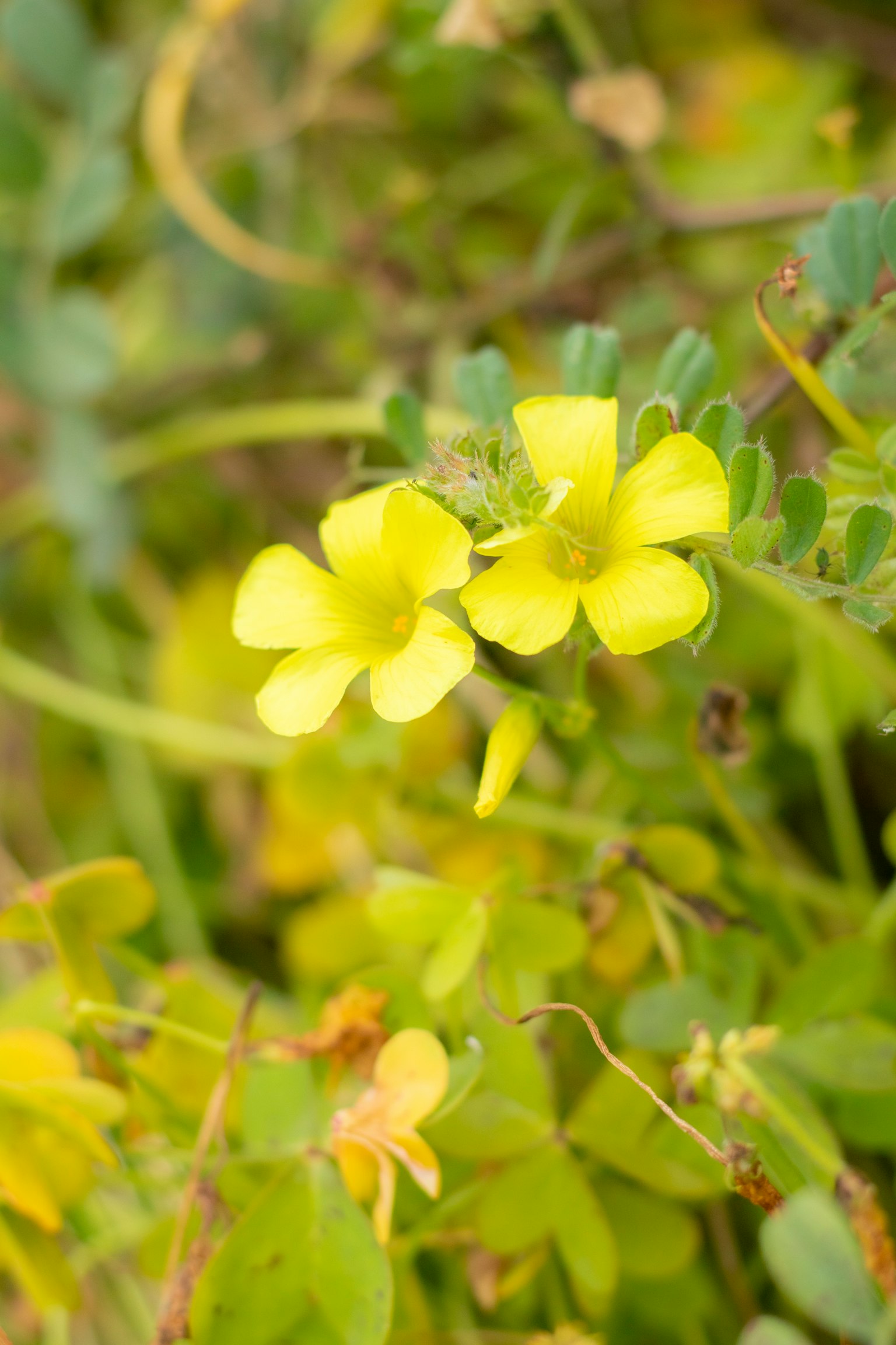 Fleurs jaunes vives parmi des feuilles vertes
