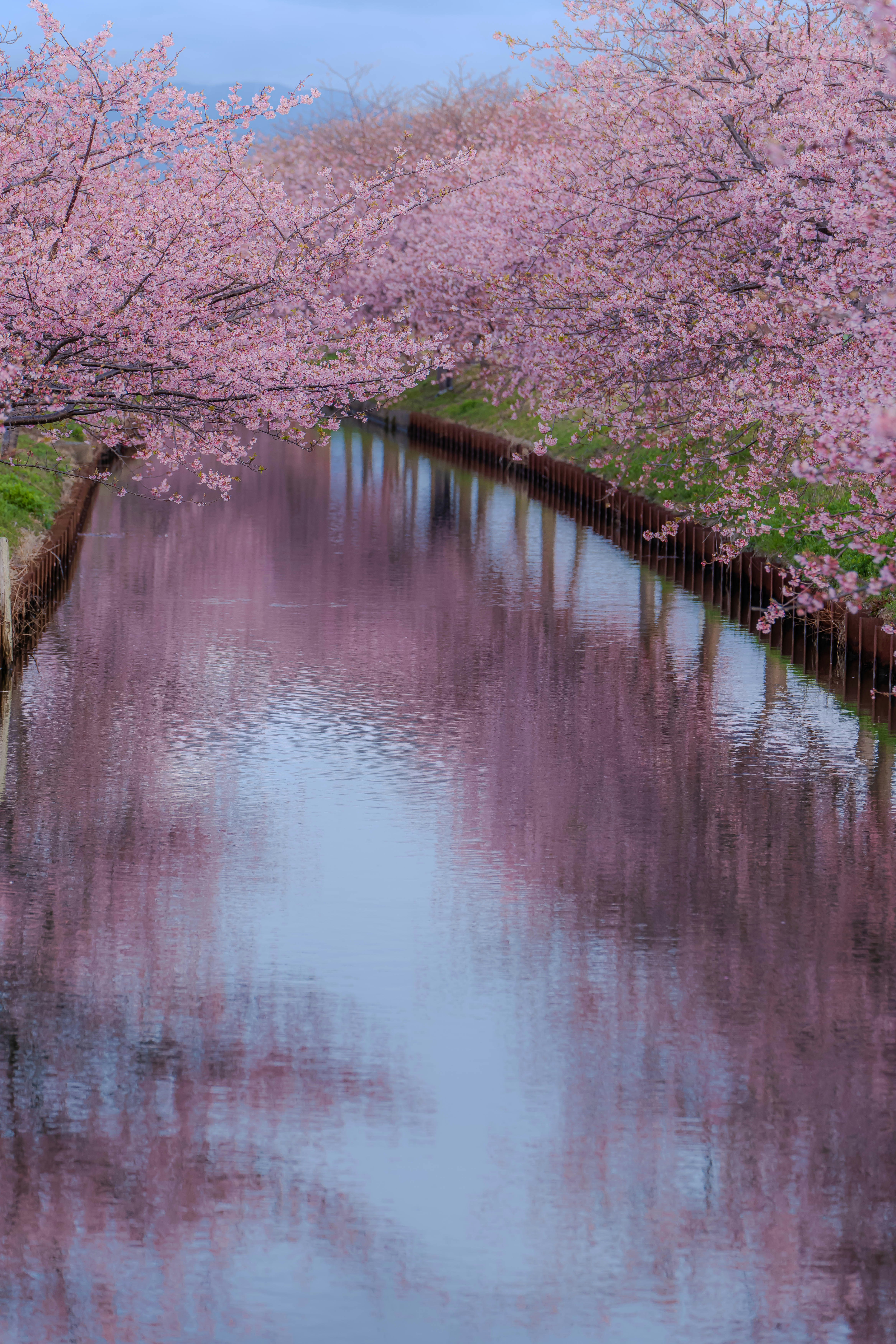 河津桜の並木と水面に映る遊歩道