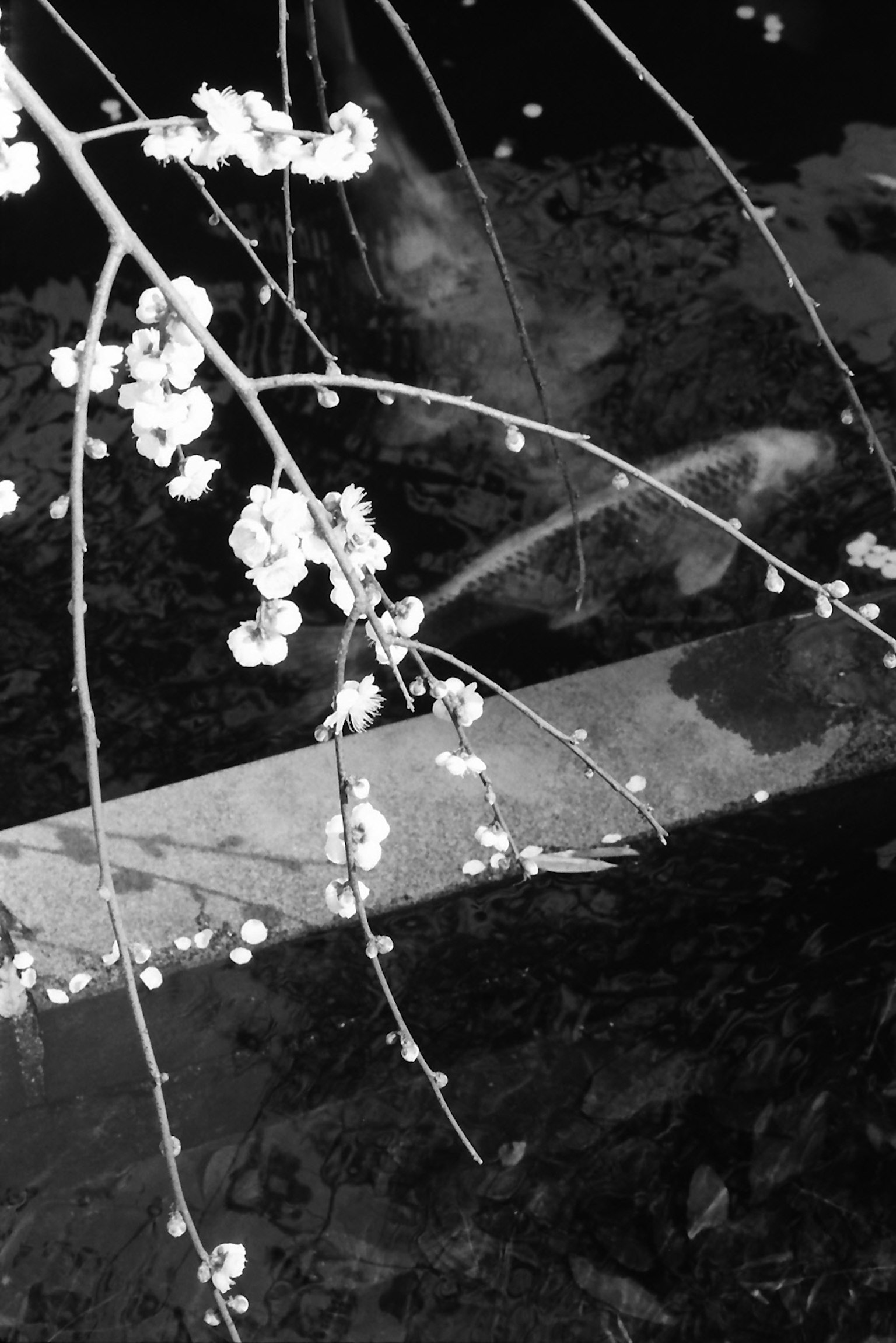 Immagine in bianco e nero di rami di ciliegio con fiori riflessi nell'acqua