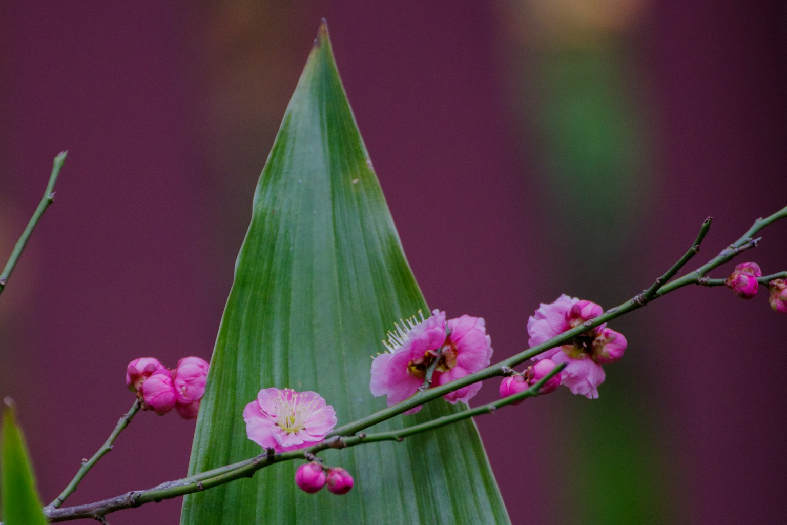 Primo piano di un ramo con fiori rosa e foglie verdi