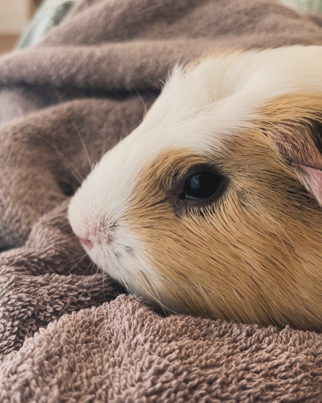 Close-up of a resting guinea pig at dusk