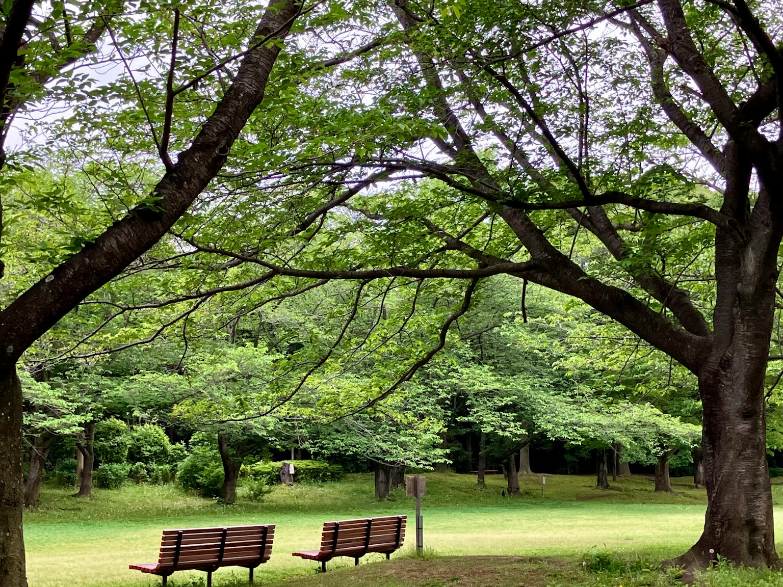 Panchine sotto alberi verdi lussureggianti in un parco