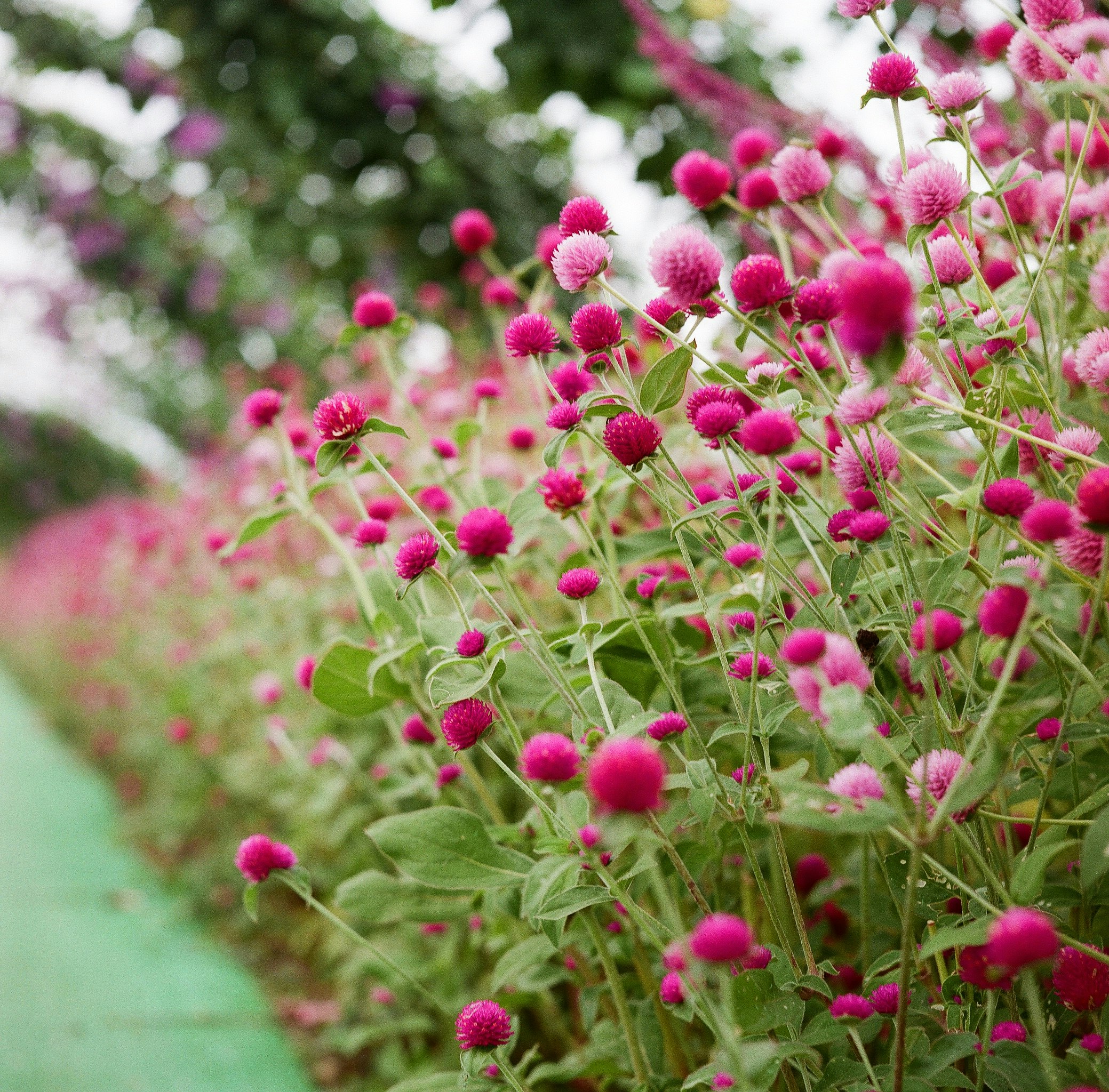 ピンクの花が群生する花畑の小道