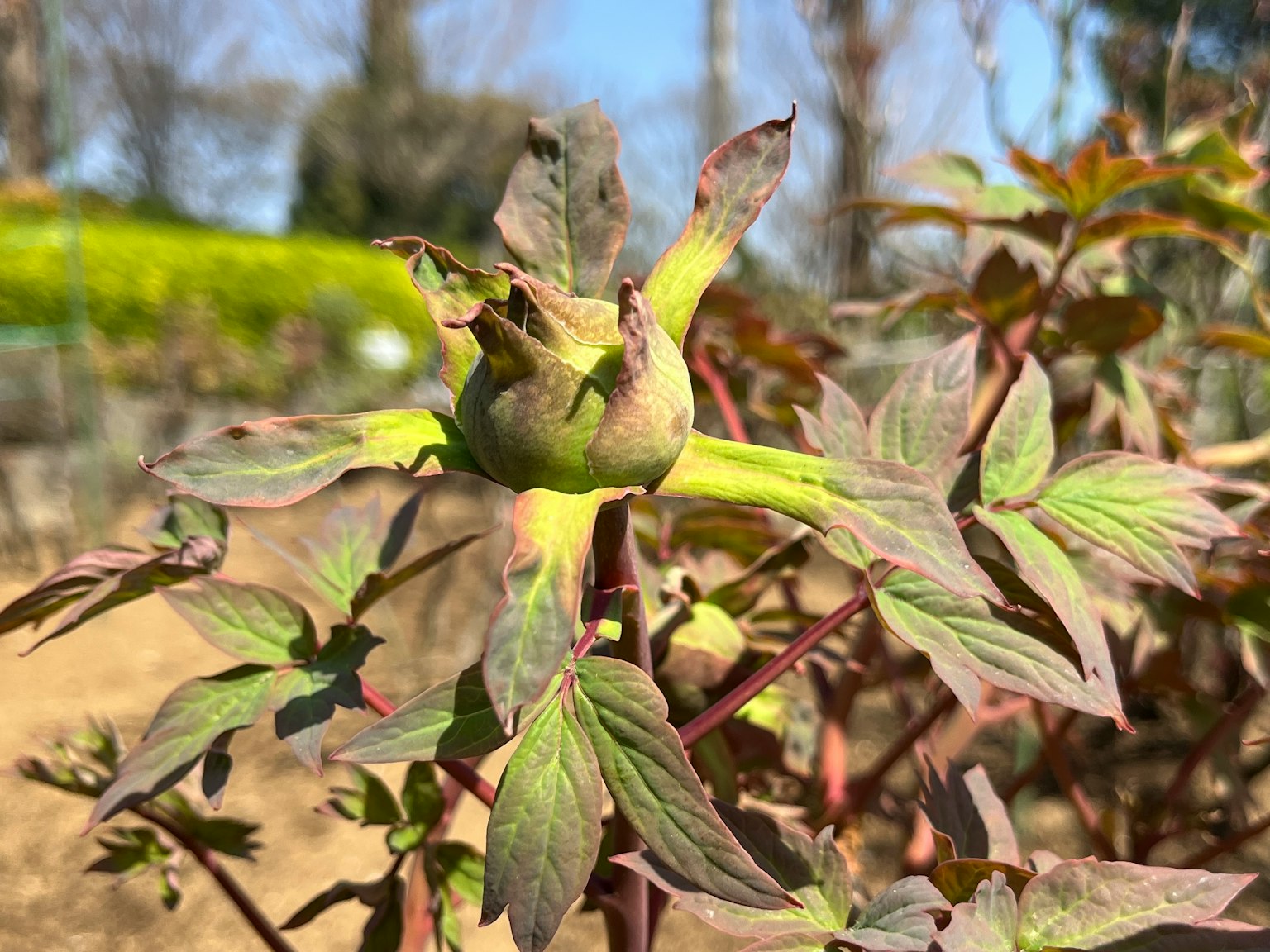 Primo piano di un germoglio di pianta e foglie con tonalità verdi e viola