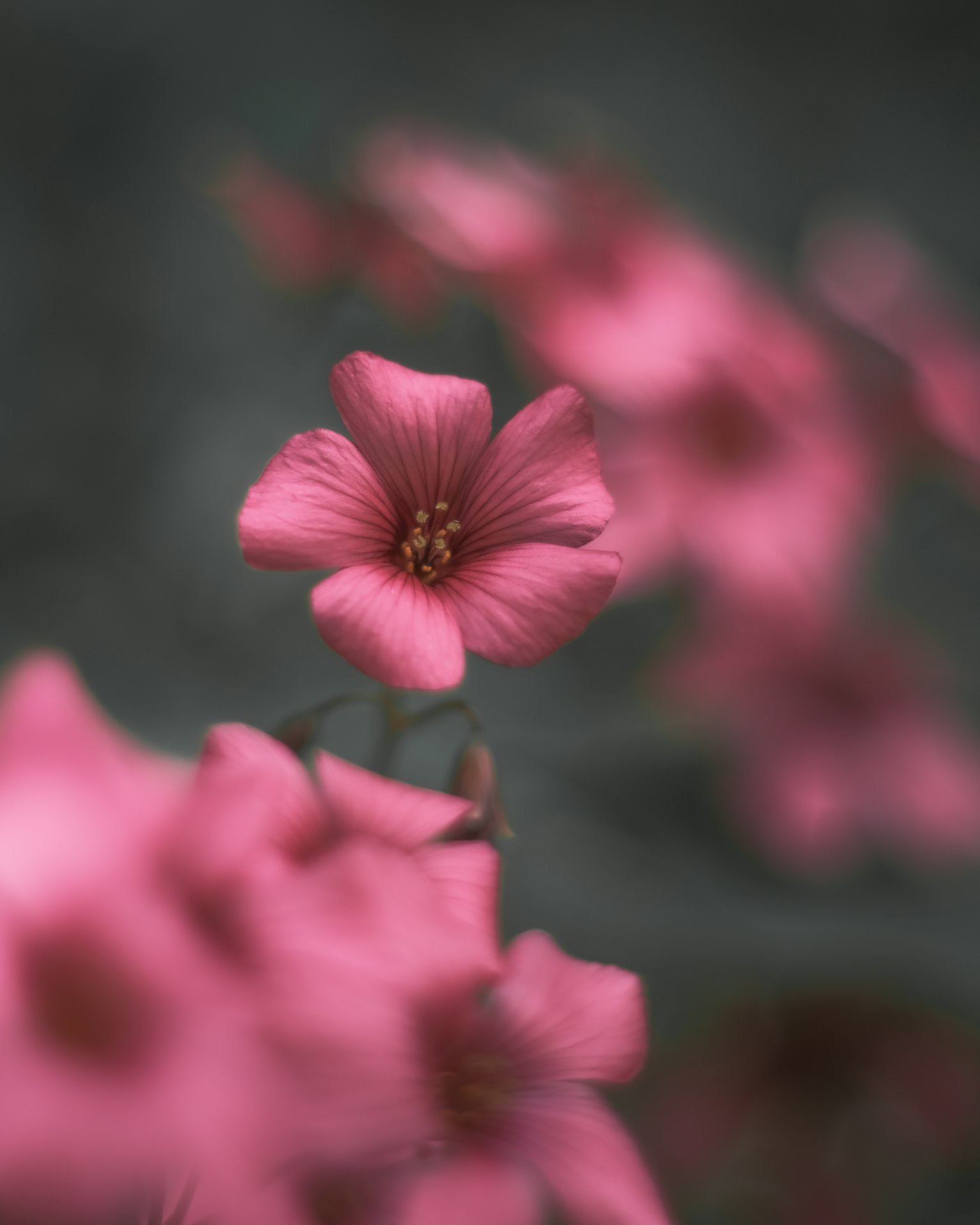 Fiore rosa delicato spicca su uno sfondo sfocato