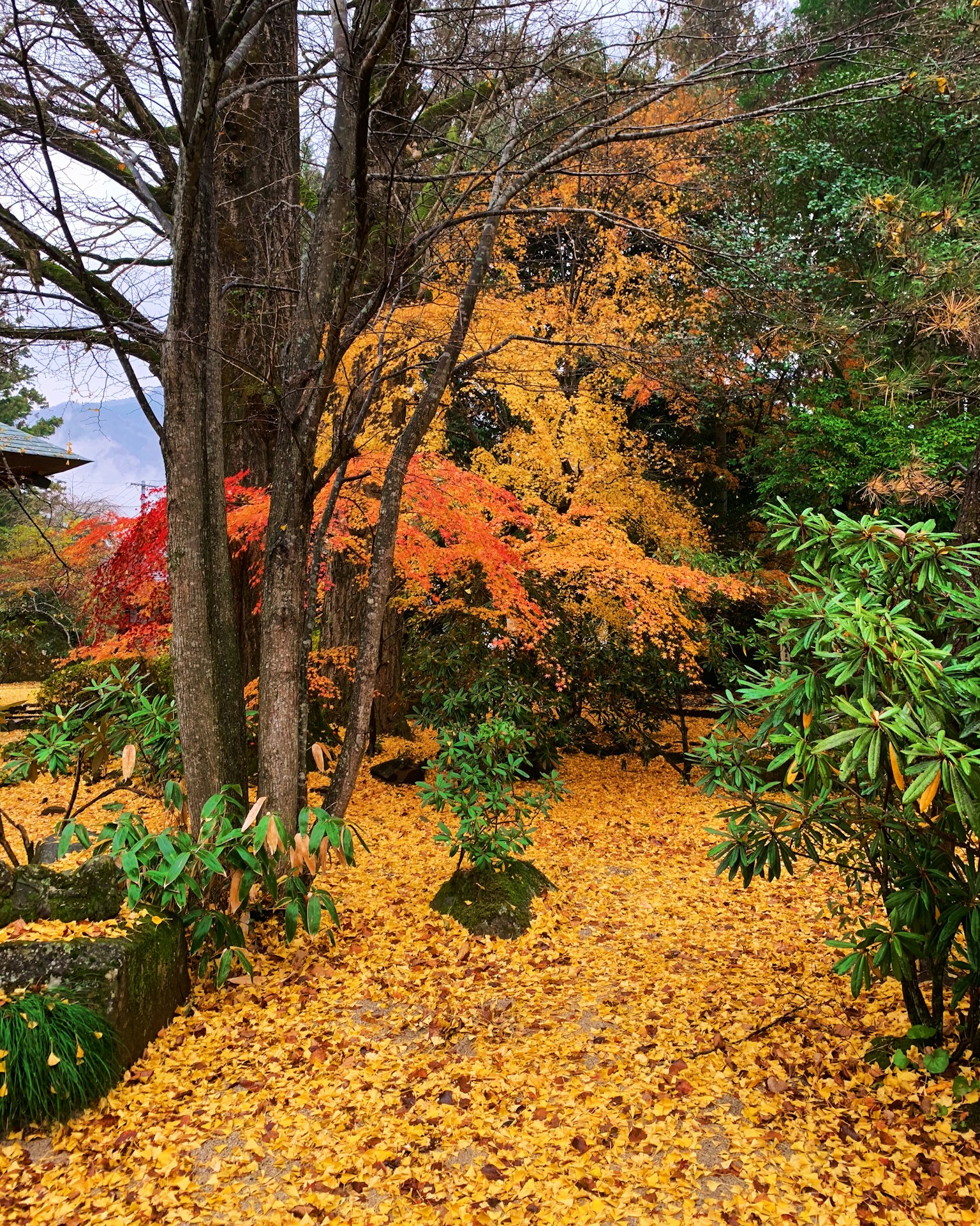 Beautiful autumn garden scene with ground covered in yellow and orange leaves green plants tall trees