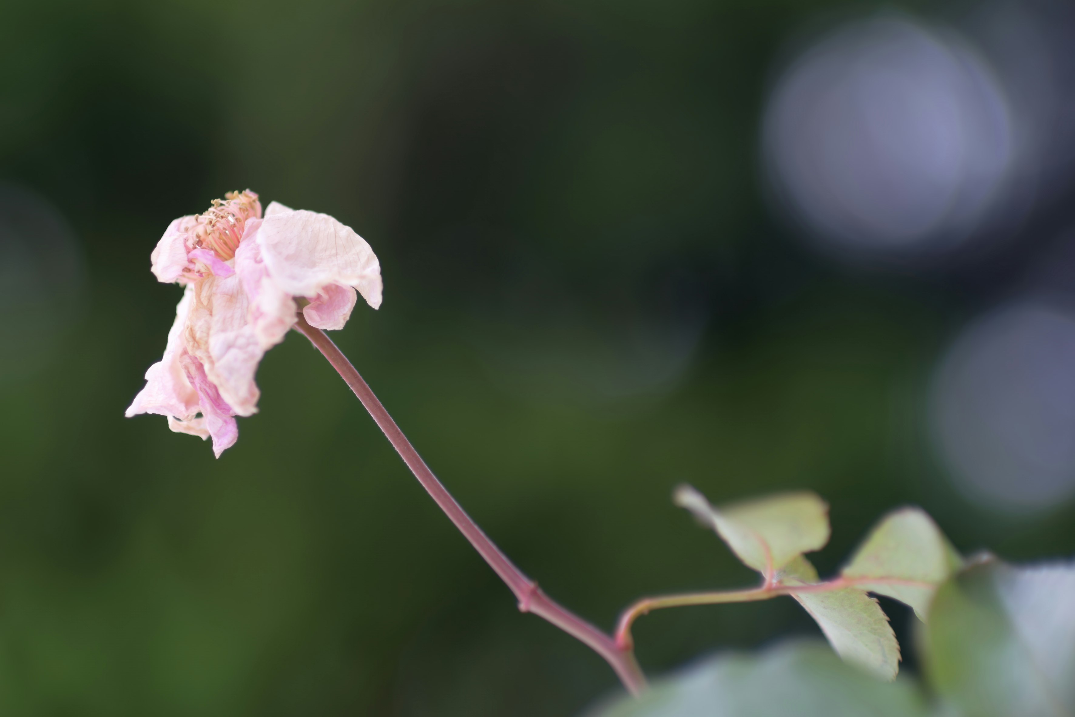 ピンクの薔薇の花と新芽のある枝先