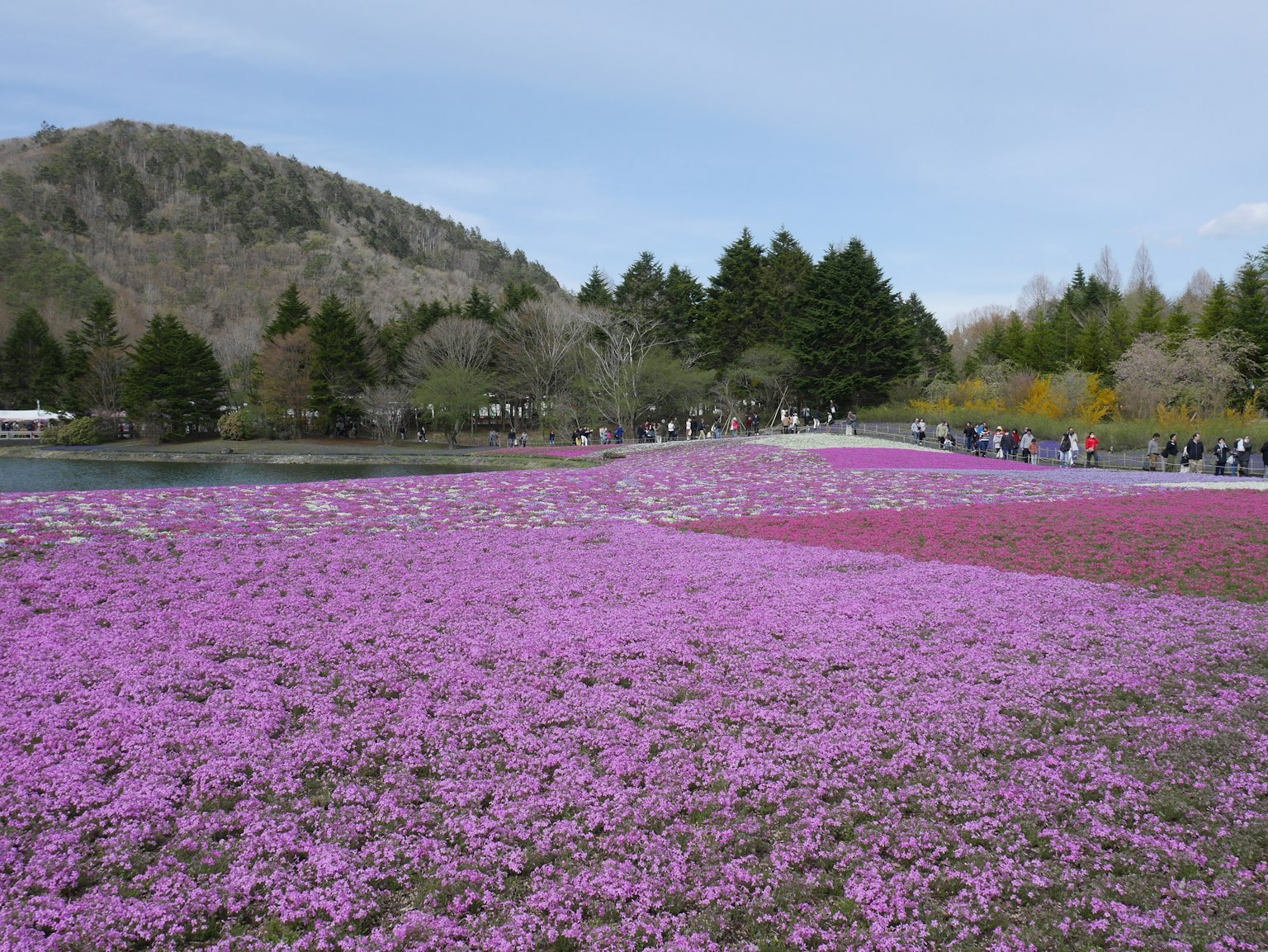 ภูมิทัศน์กว้างขวางที่มีดอกไม้สีม่วงบานและต้นไม้สีเขียว