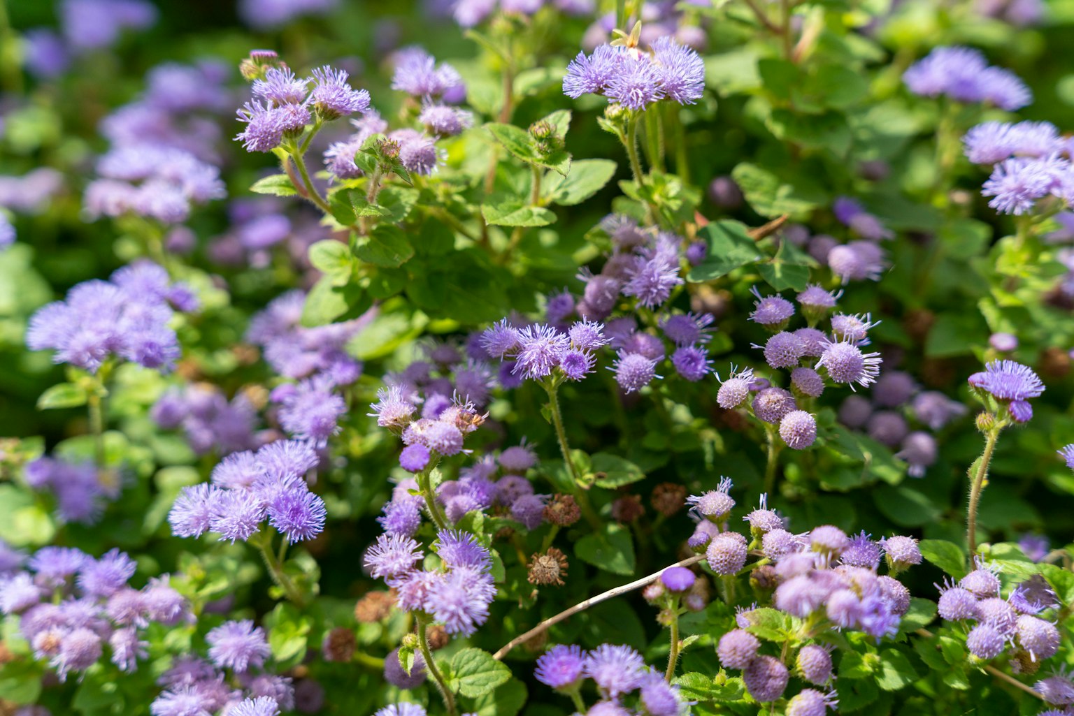 Primo piano di una pianta verde con piccoli fiori viola