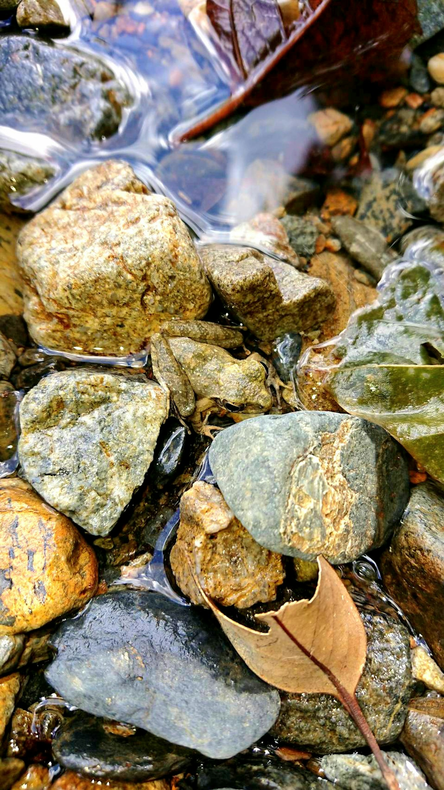 Natural scene of stones and leaves in water