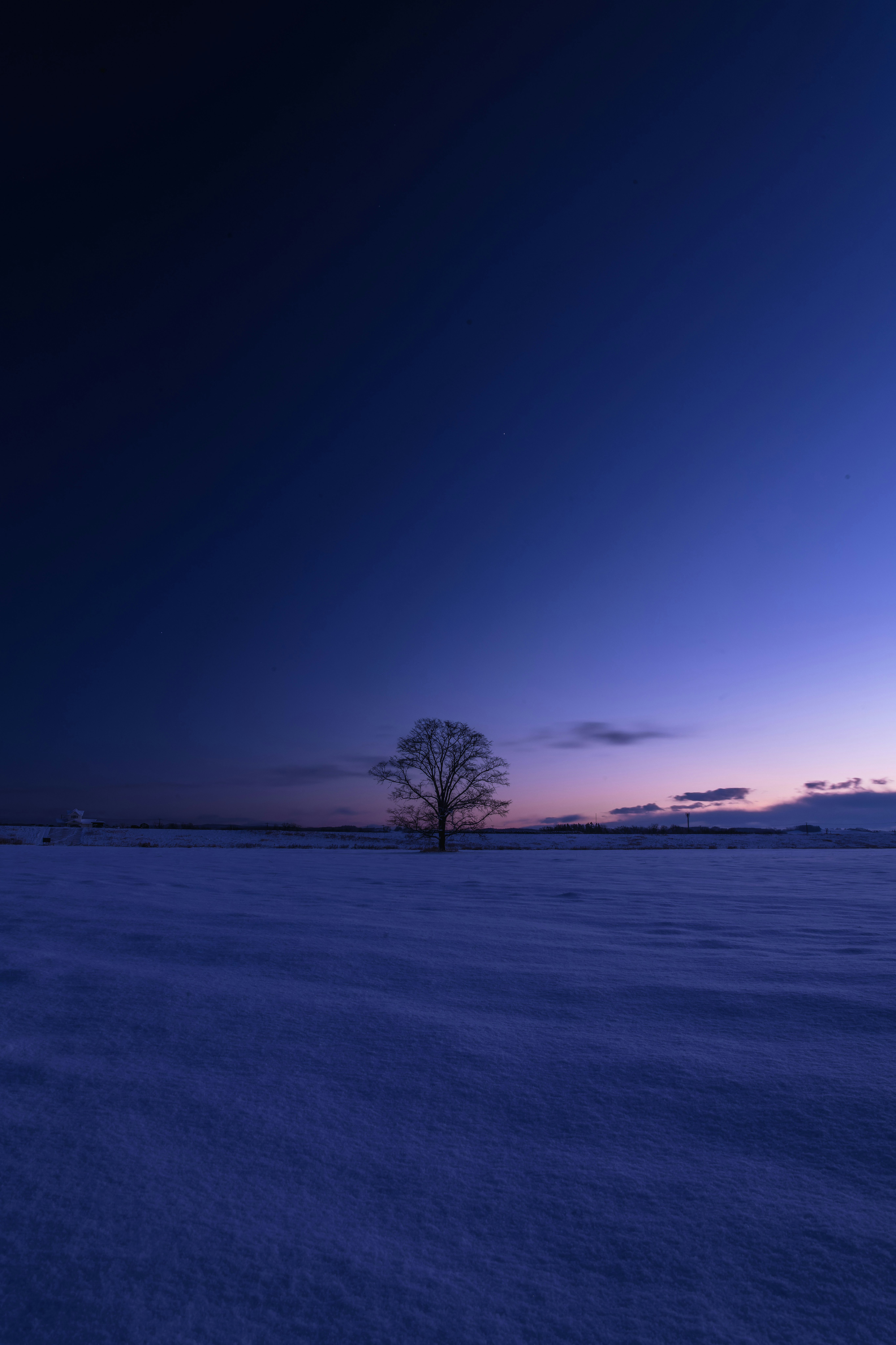 Un albero solitario su una pianura innevata dell’Hokkaido al crepuscolo