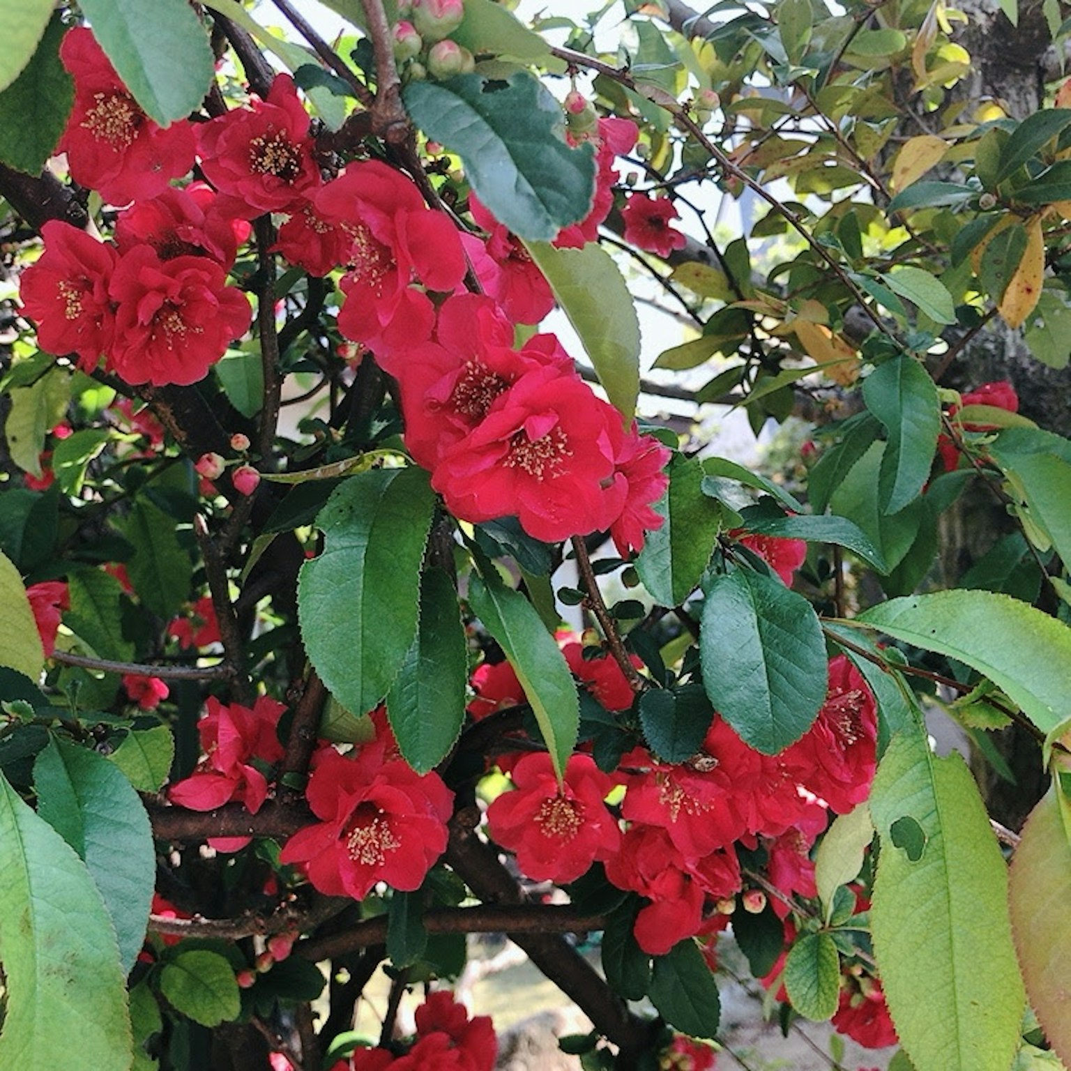 Branches d'un arbre en fleurs avec des fleurs rouges vives et des feuilles vertes