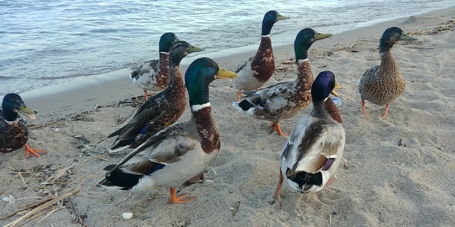 Sekelompok bebek di tepi pantai berpasir