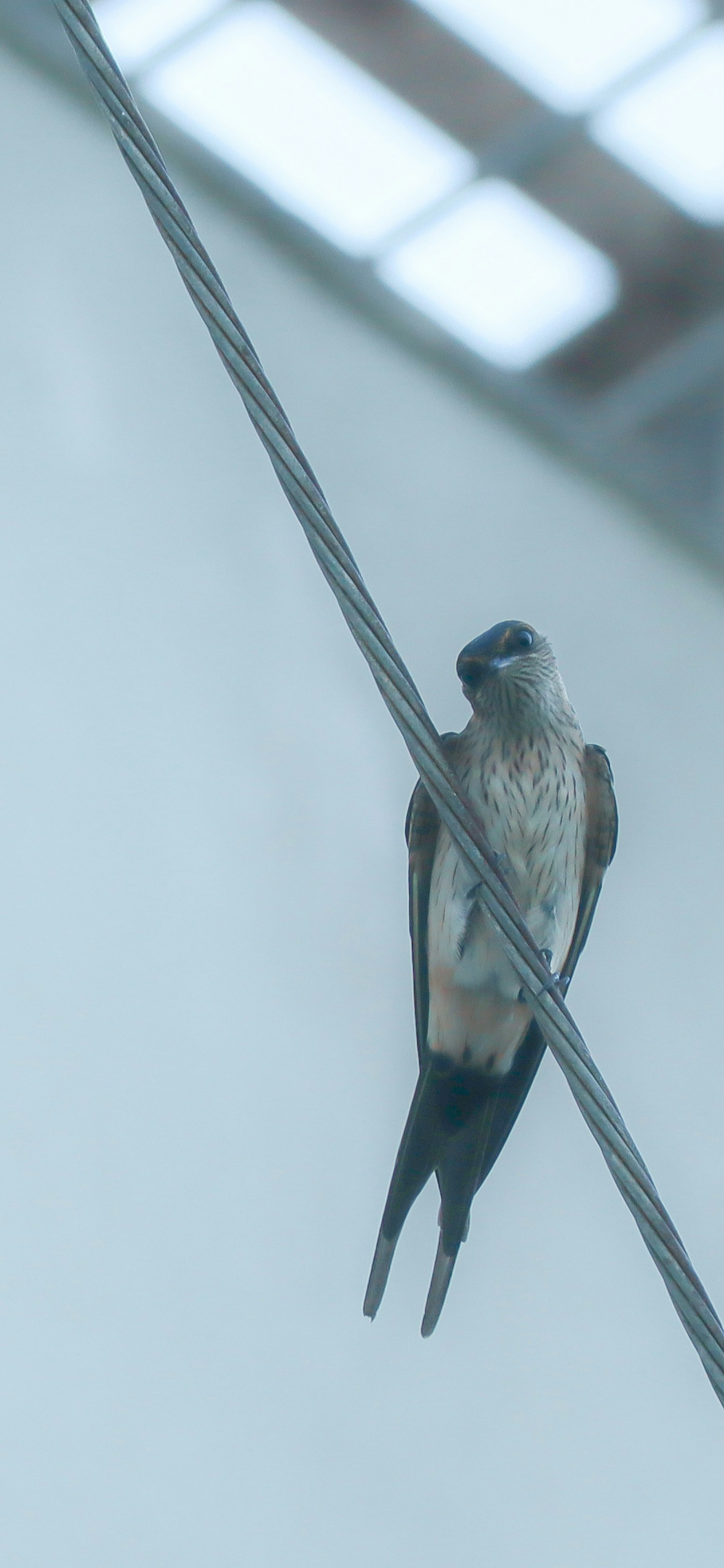 Vogel auf einem Draht unter einem blauen Himmel