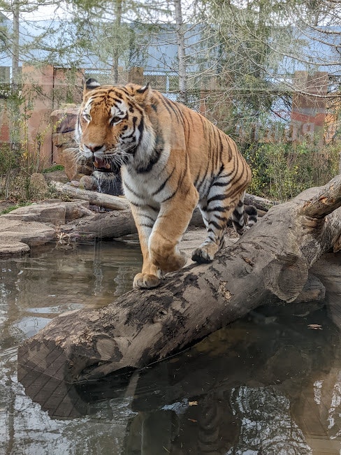 水边岩石上的老虎