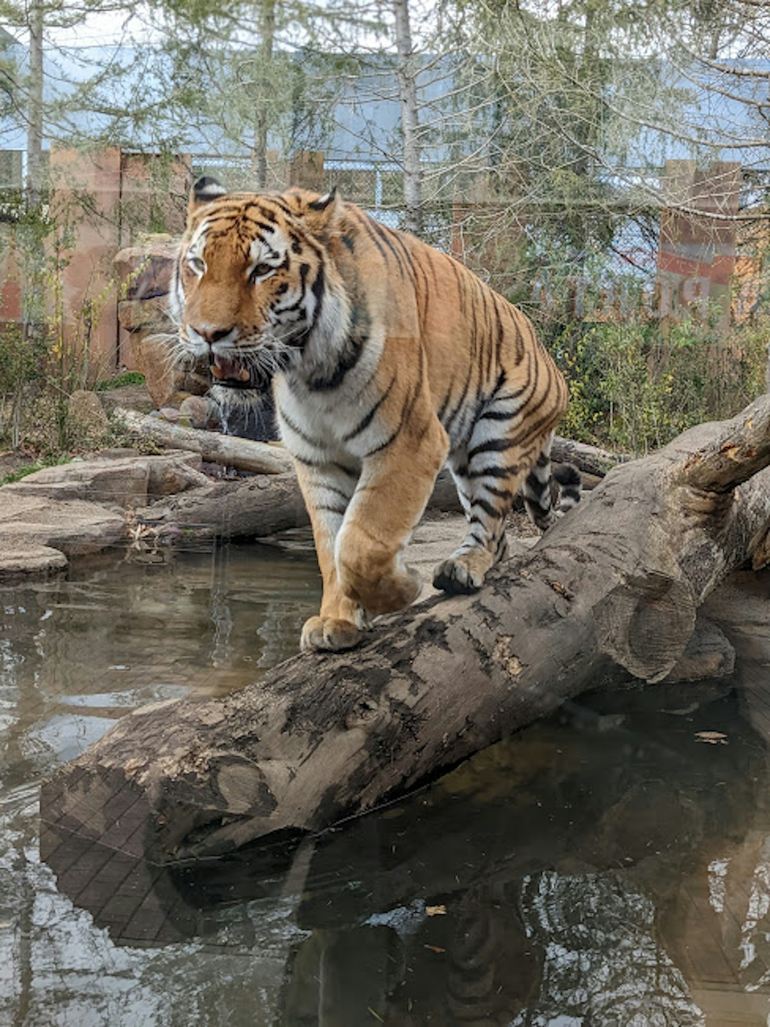 Tiger steht auf einem Baumstamm am Wasser
