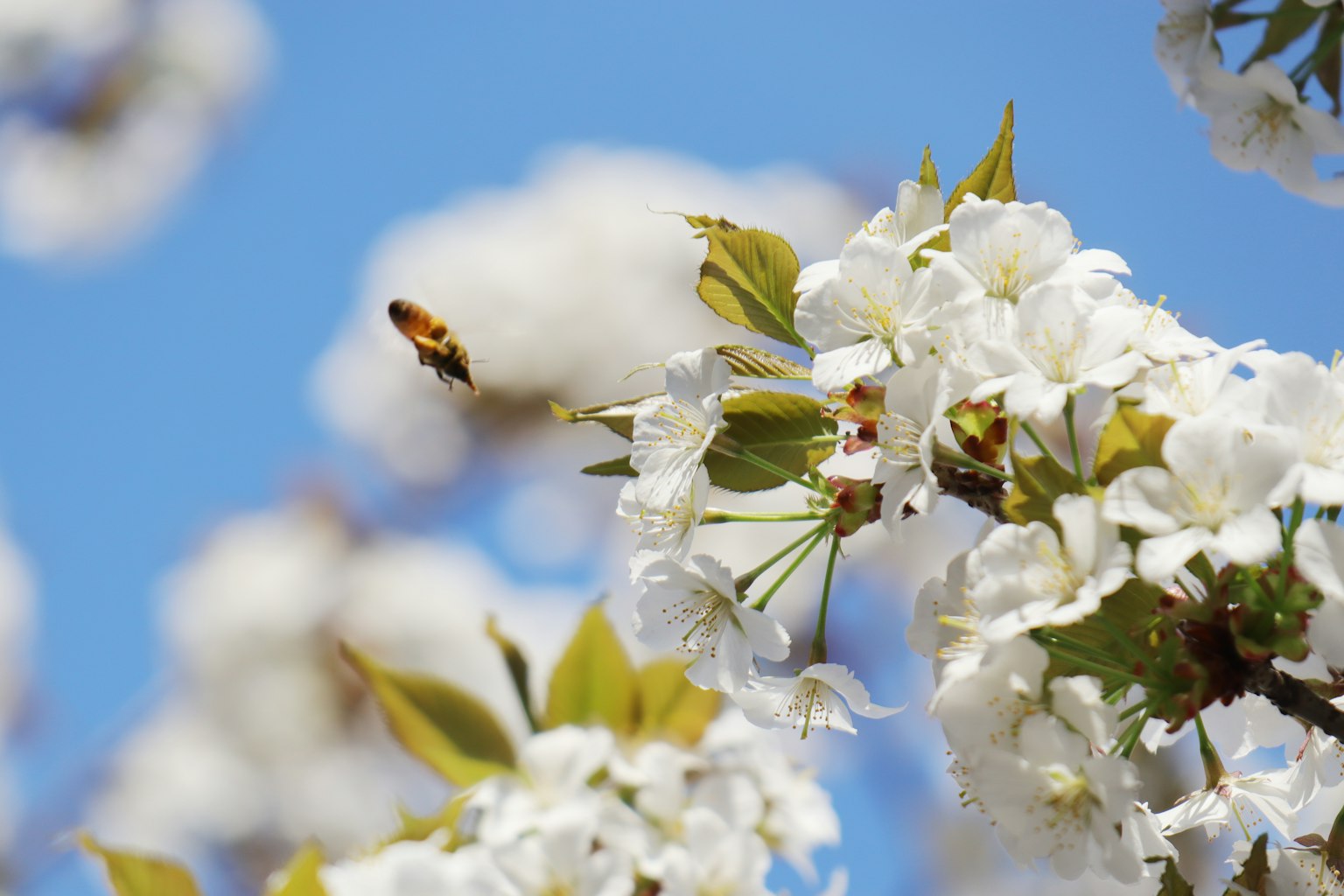 Abeja en flores blancas con fondo de cielo azul