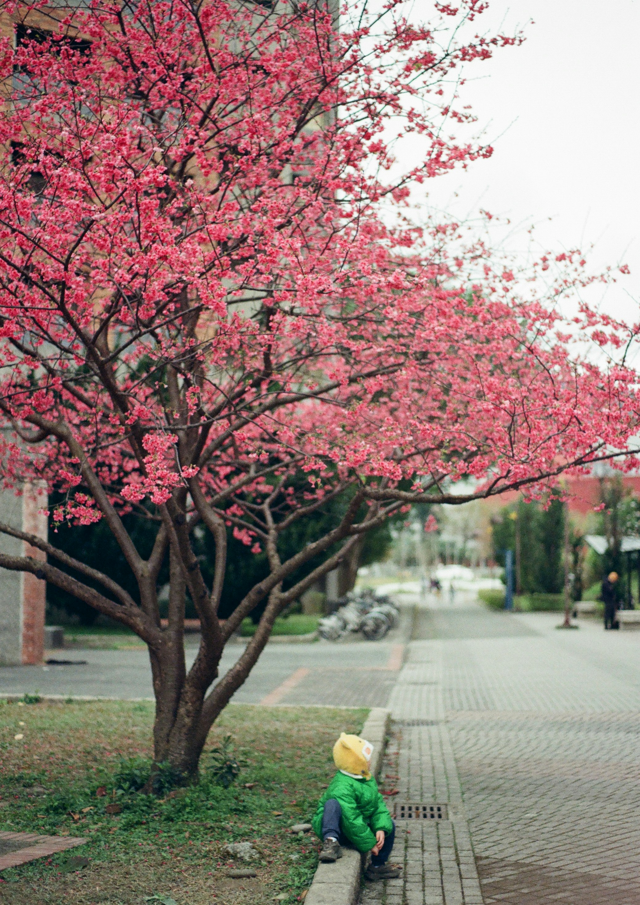 ทางเดินดอกซากุระที่ National Taipei University