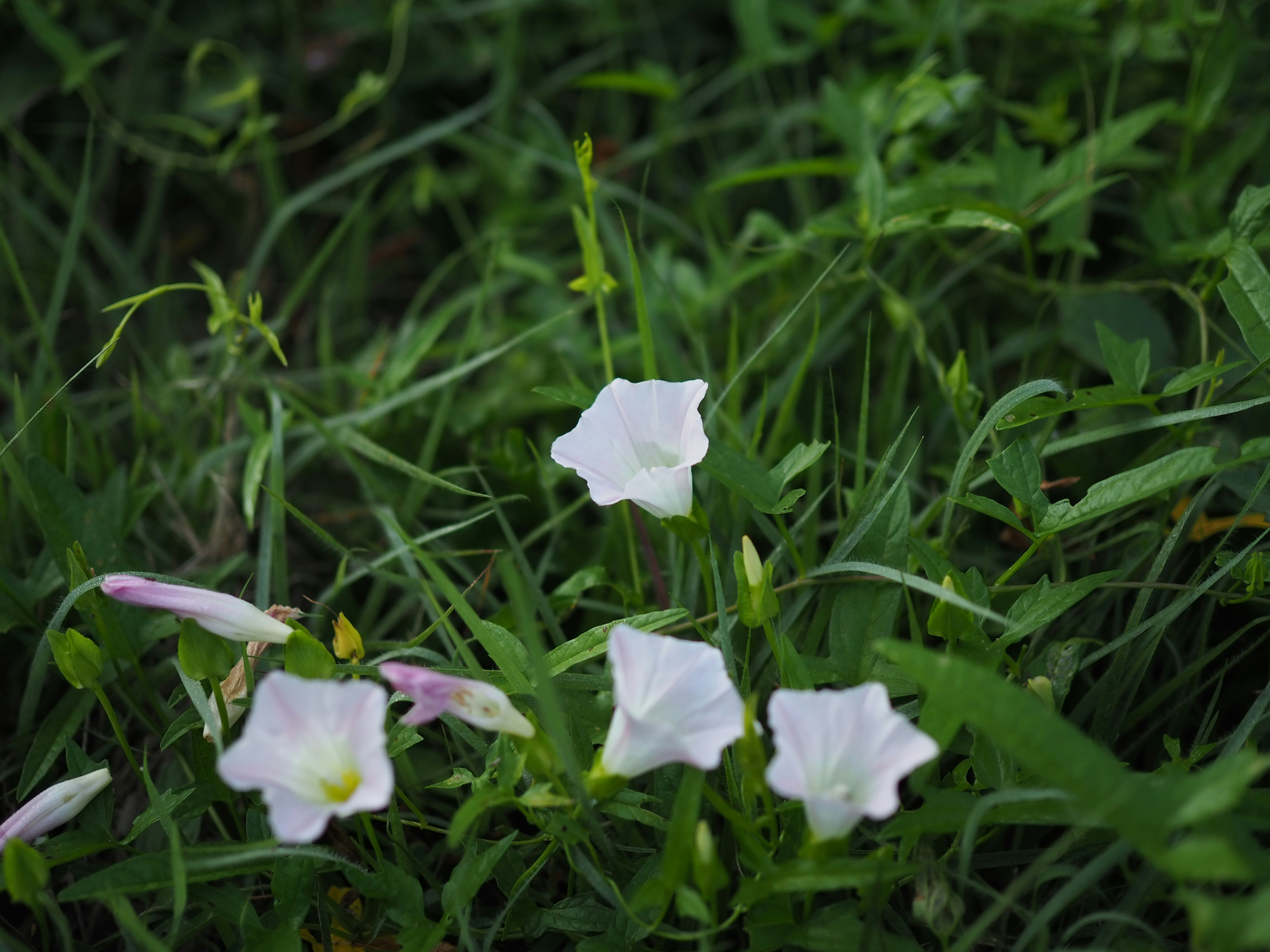 草むらに咲く白い花
