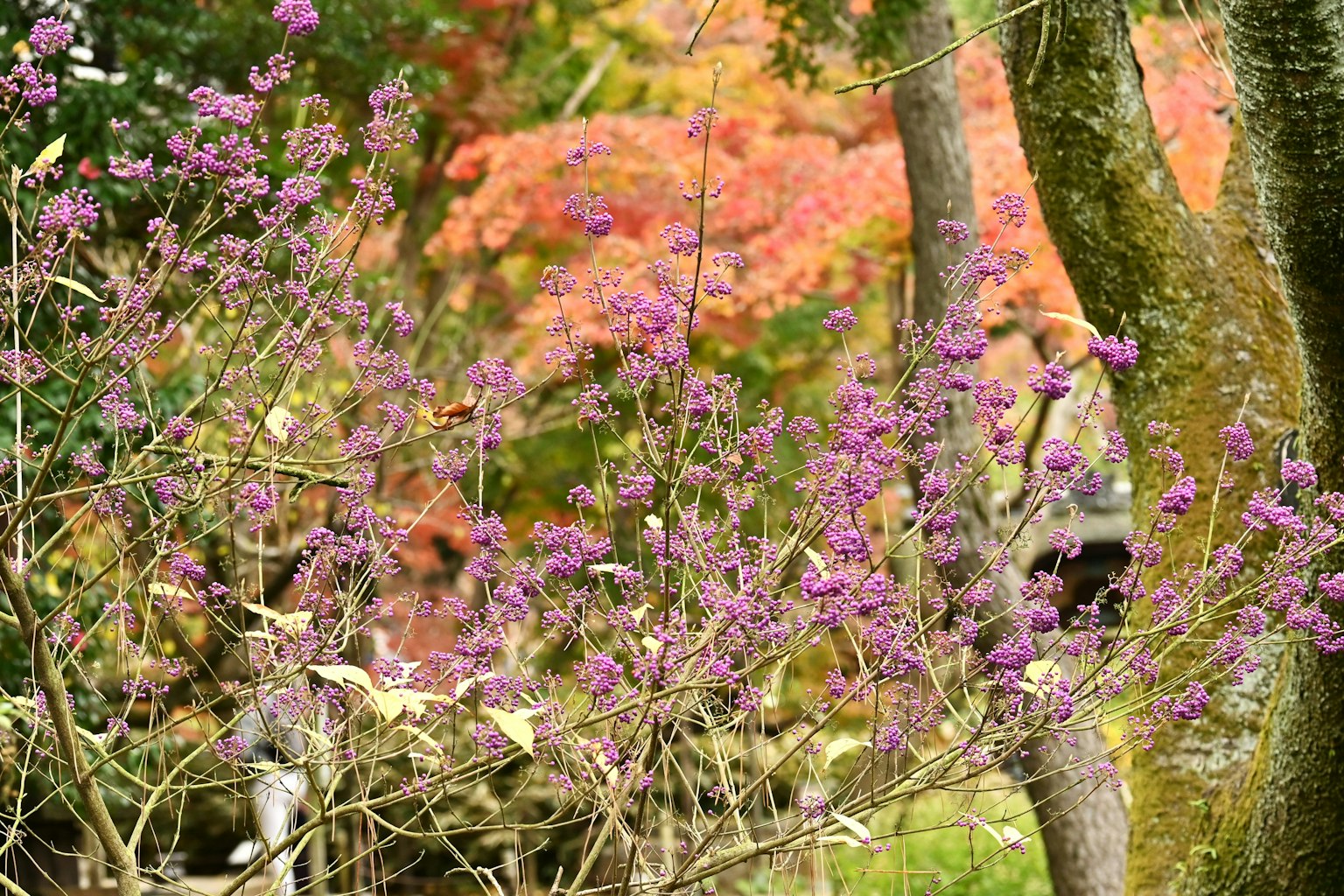 帶有紫色花朵的樹枝和背景中的秋季樹葉