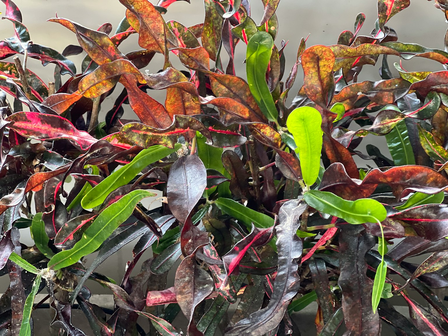 Close-up of a plant with colorful leaves featuring prominent green and red foliage