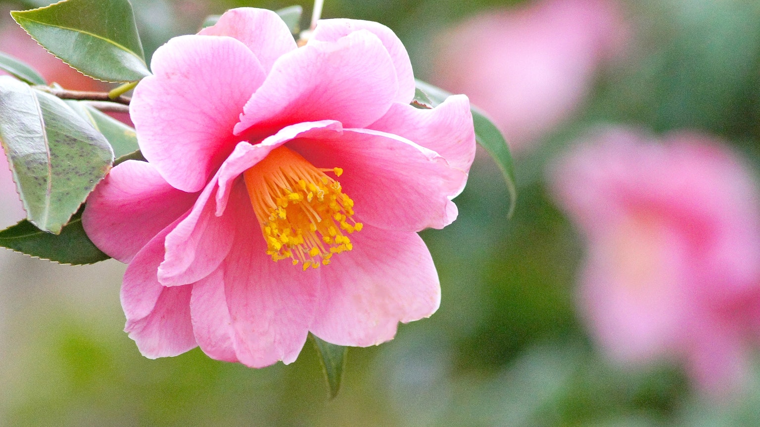 Fiore di camelia rosa vivace con foglie verdi circostanti