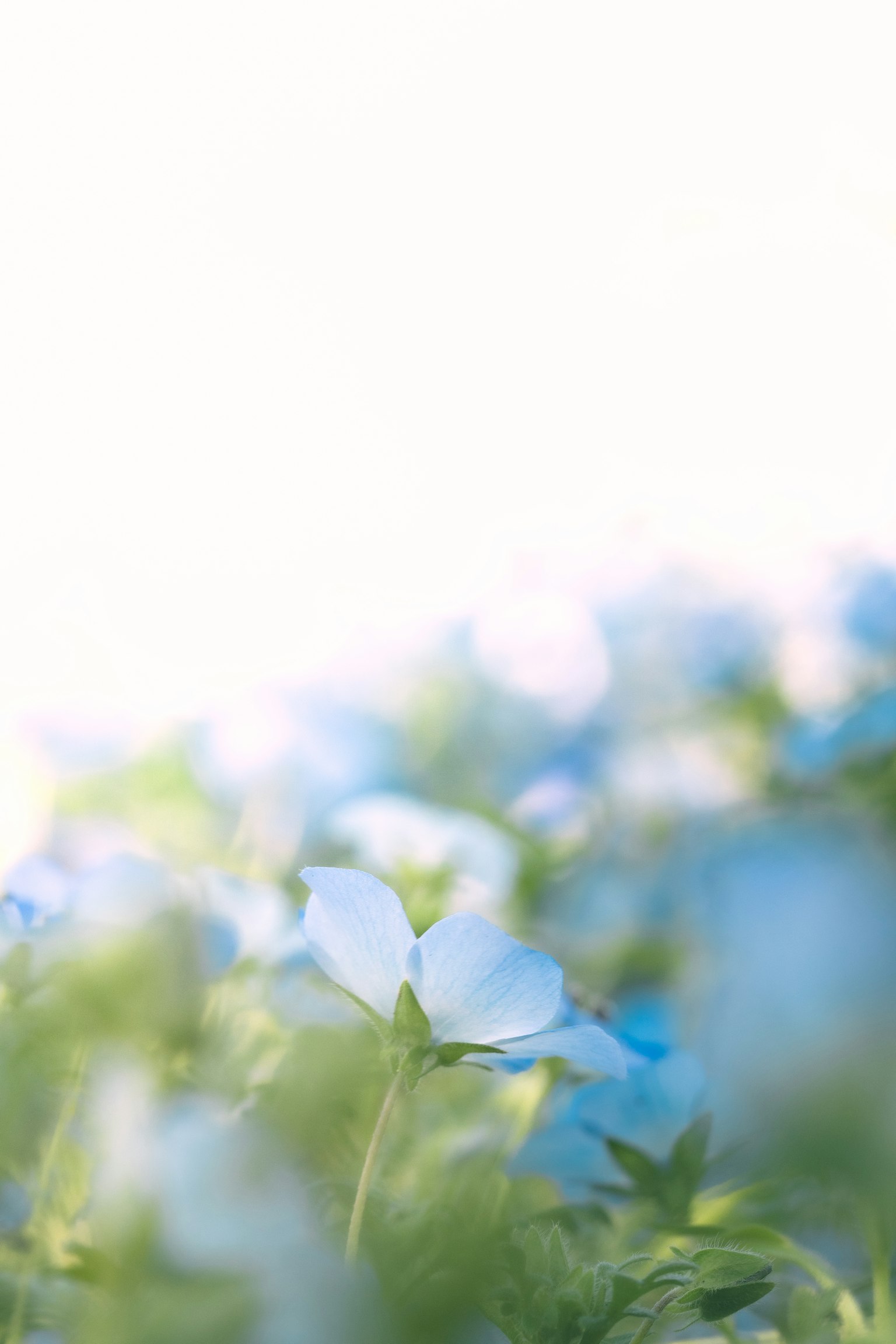 Soft background with blue flowers and green leaves